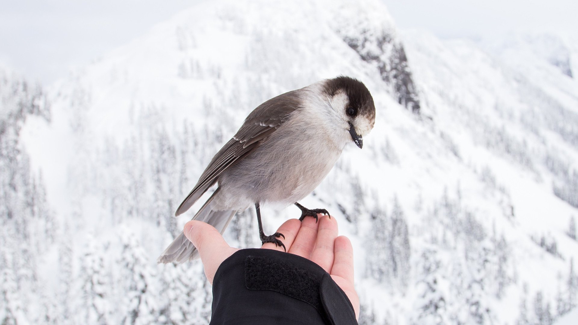 动物,小鸟天地,雪山