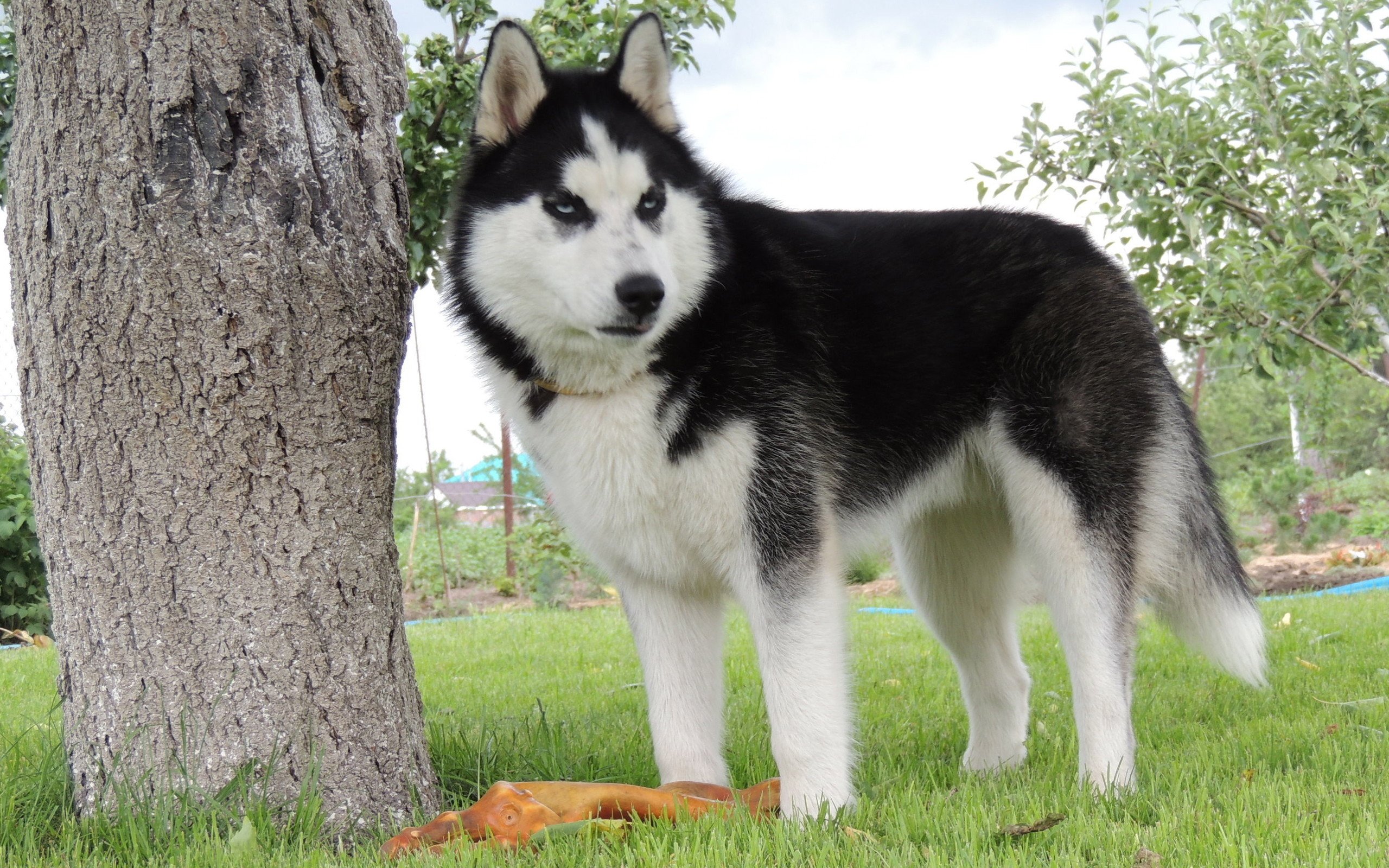 萌宠,动物,狗,汪星人