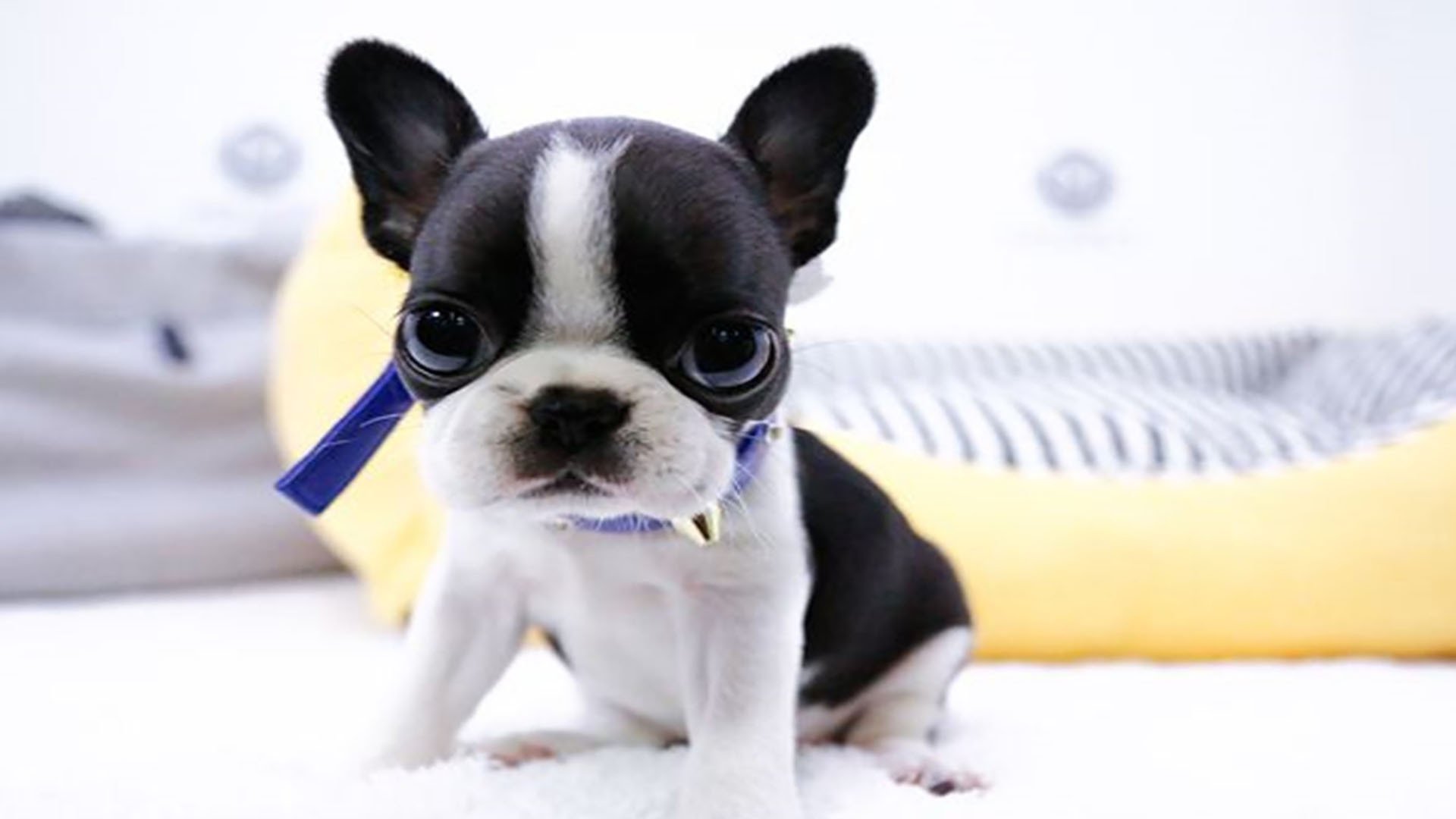 萌宠动物,汪星人