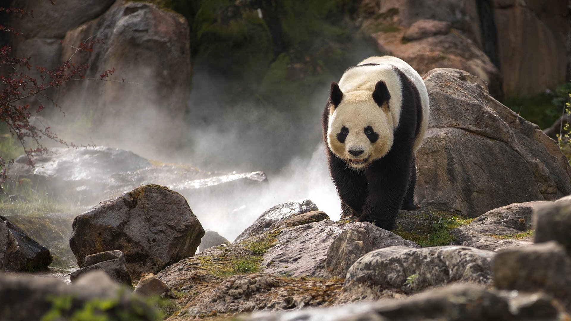 动物,野生动物,大熊猫