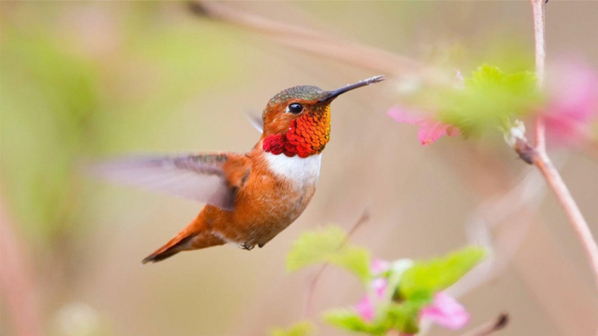 动物,小鸟天地,蜂鸟