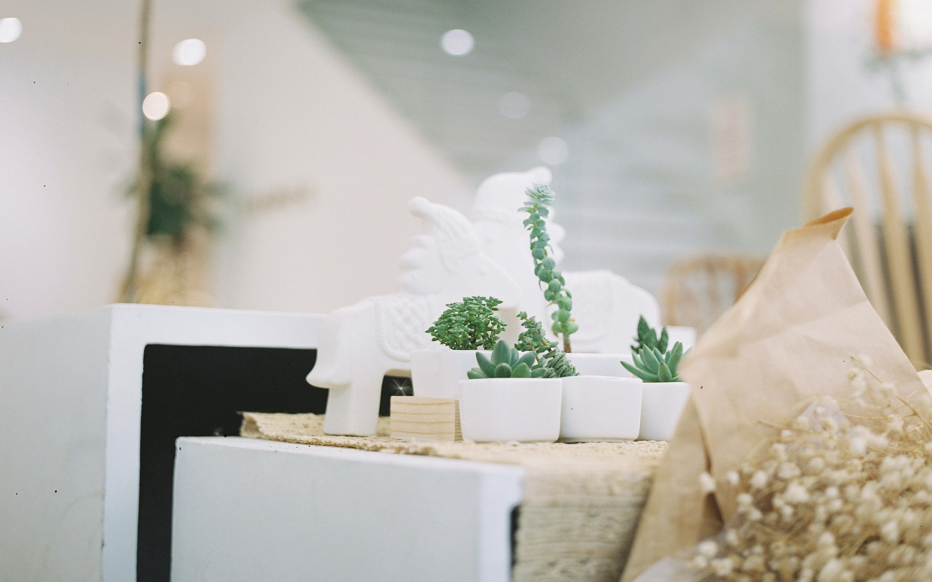 小清新,静物写真