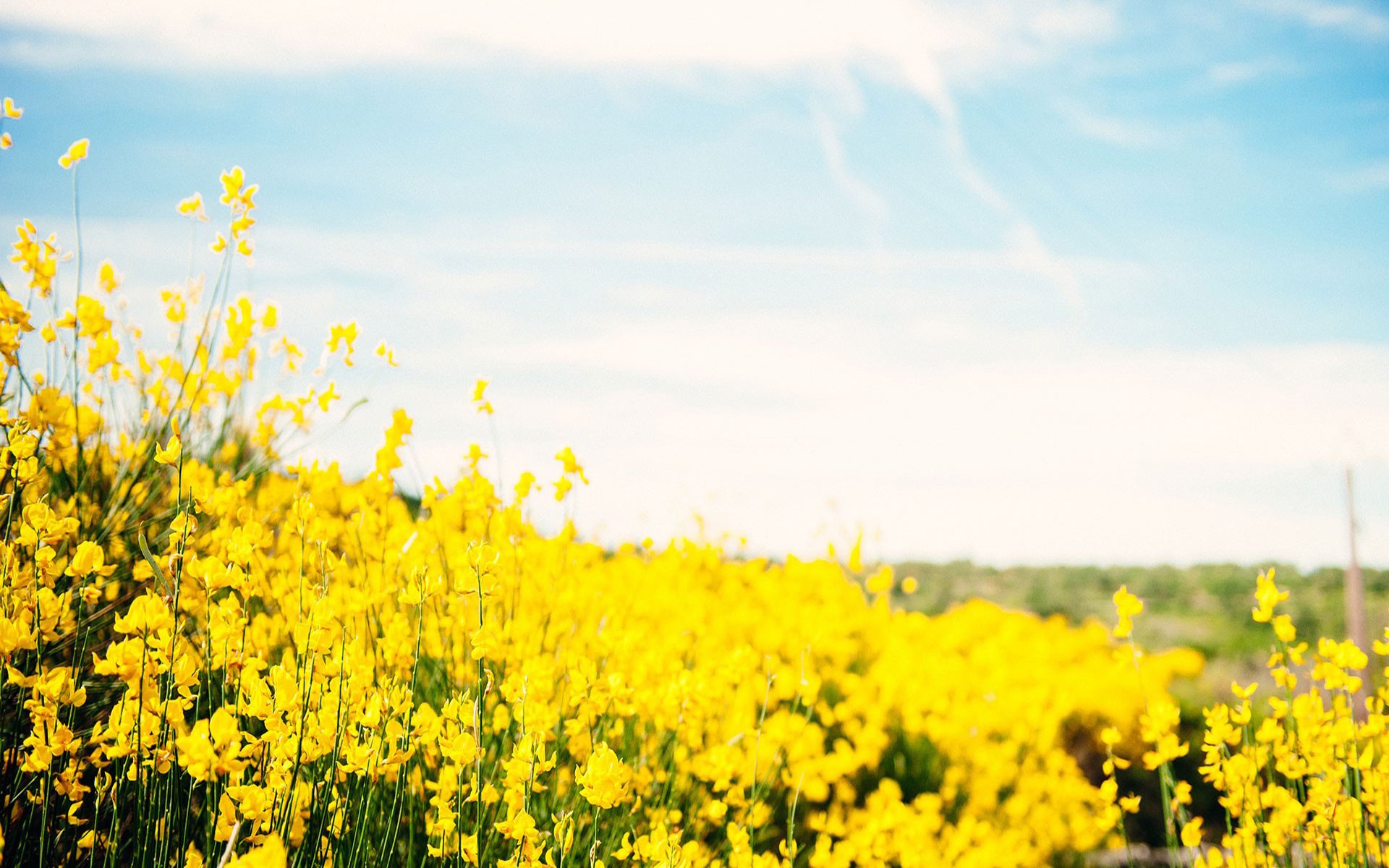 小清新,鸟语花香