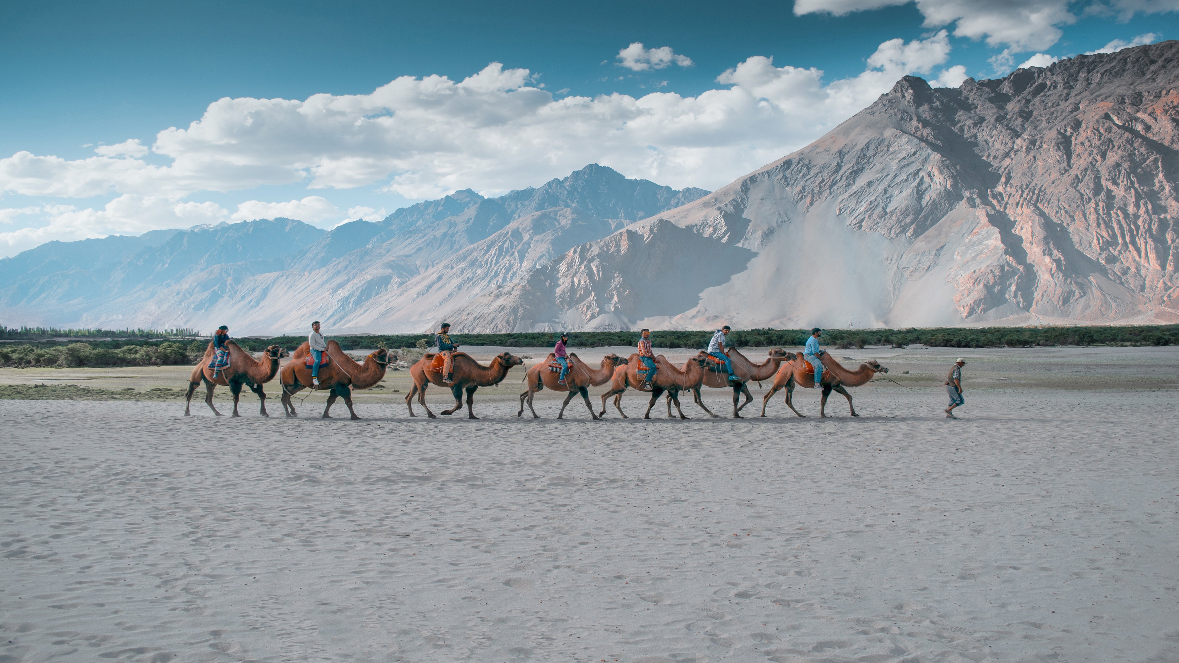 4K,蓝天白云,风景,戈壁,骆驼