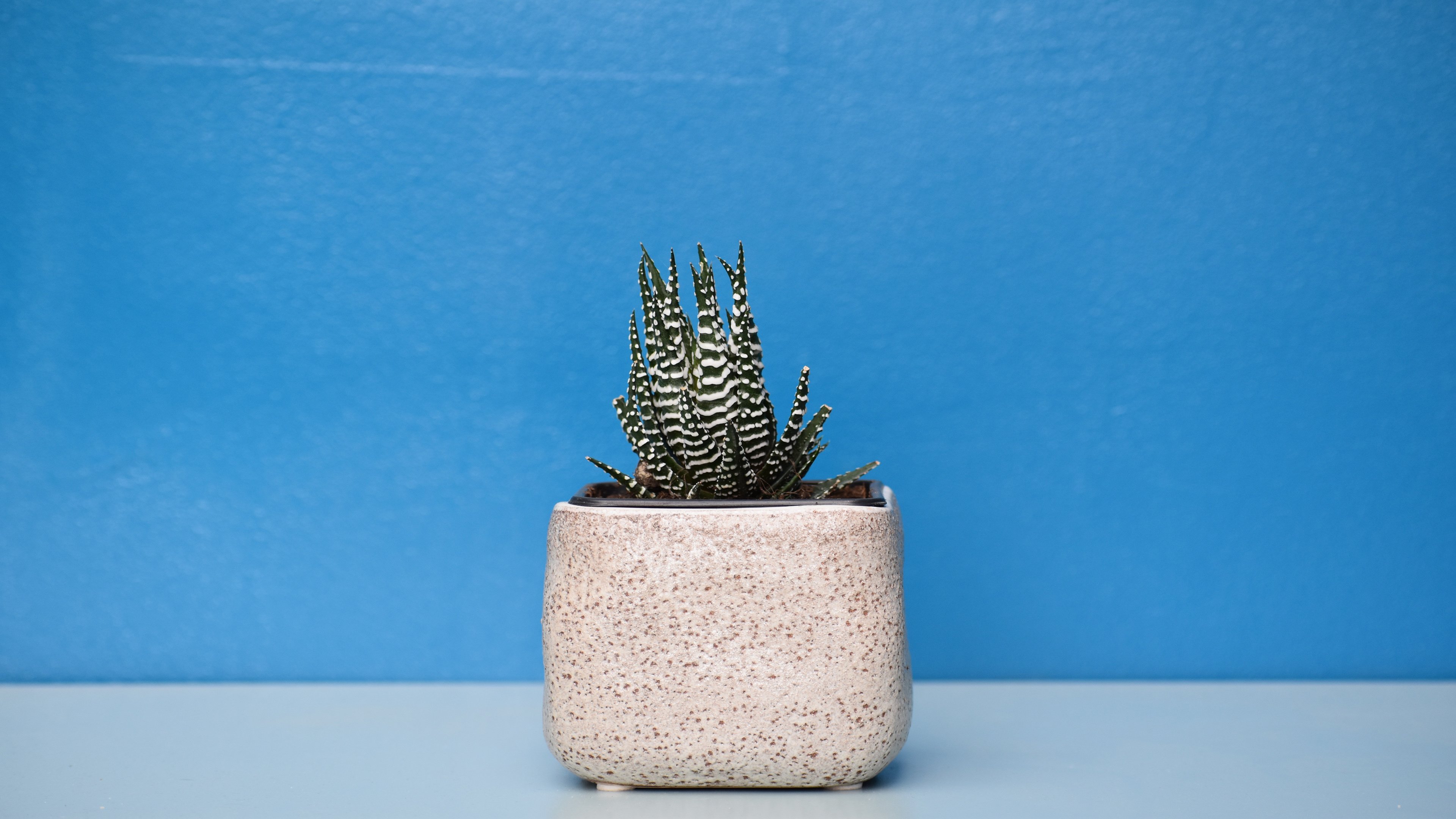 4K,小清新,植物,盆栽