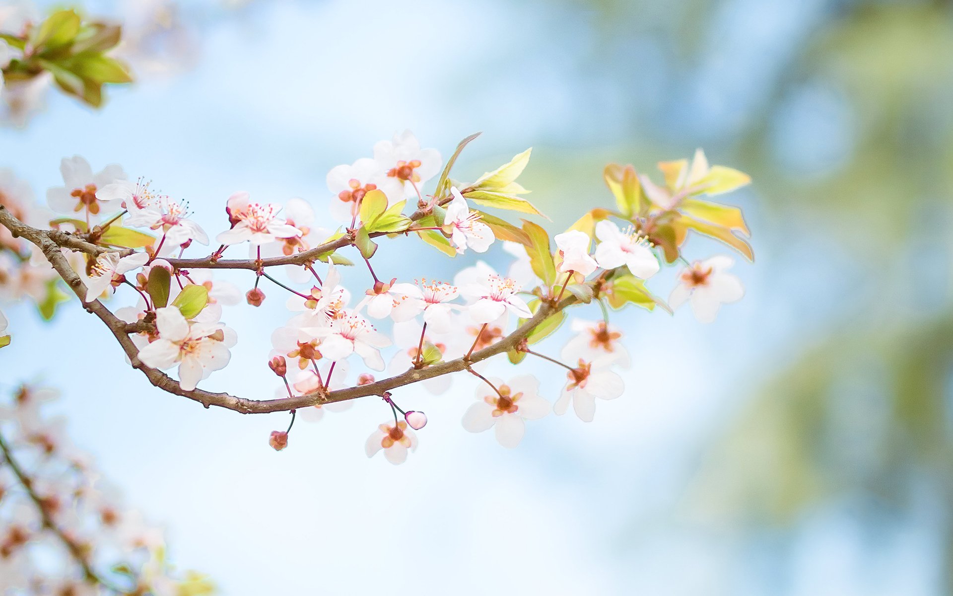 小清新,樱花,花卉,植物,清新淡雅