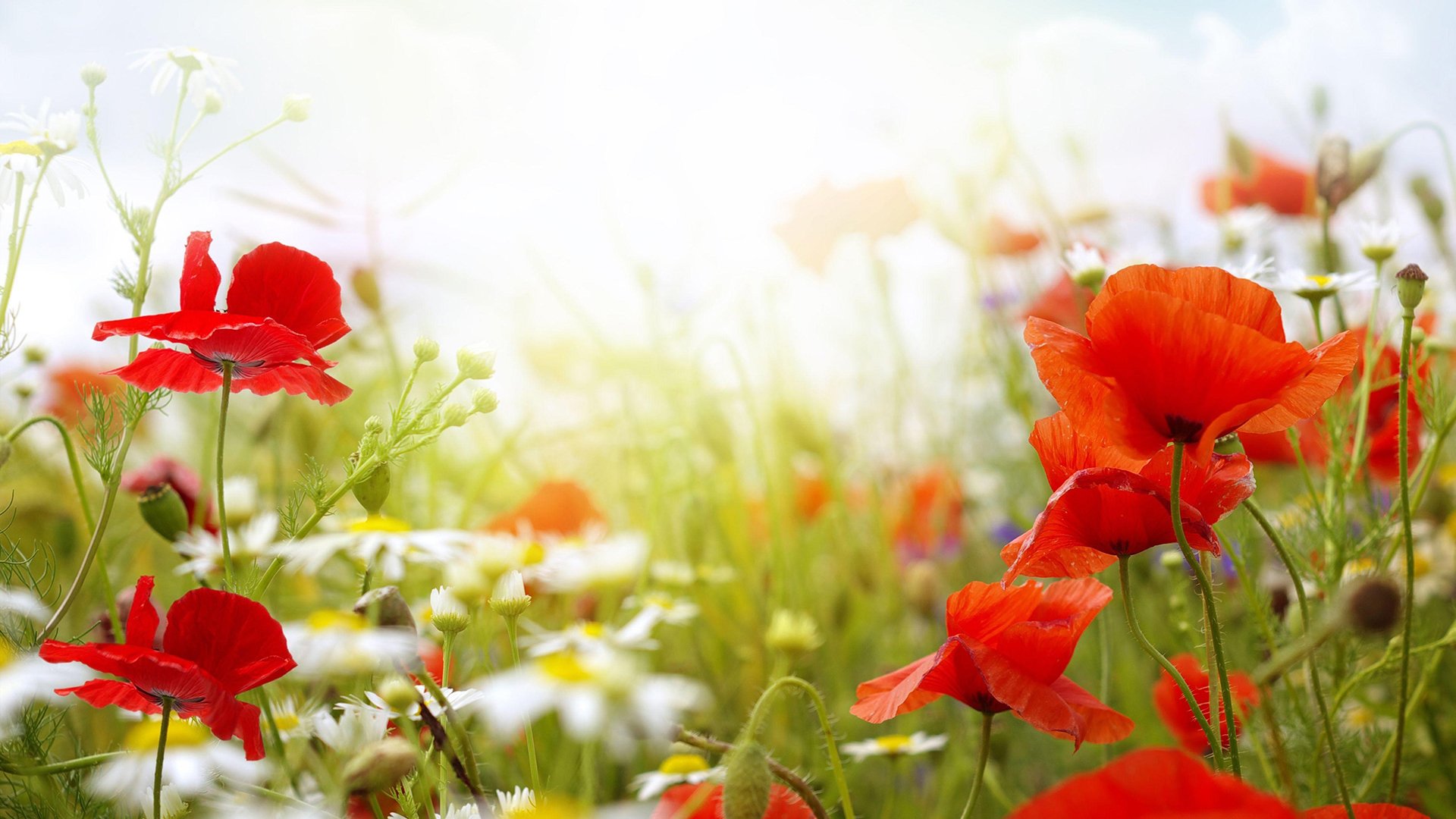 小清新,鲜花,植物,鸟语花香