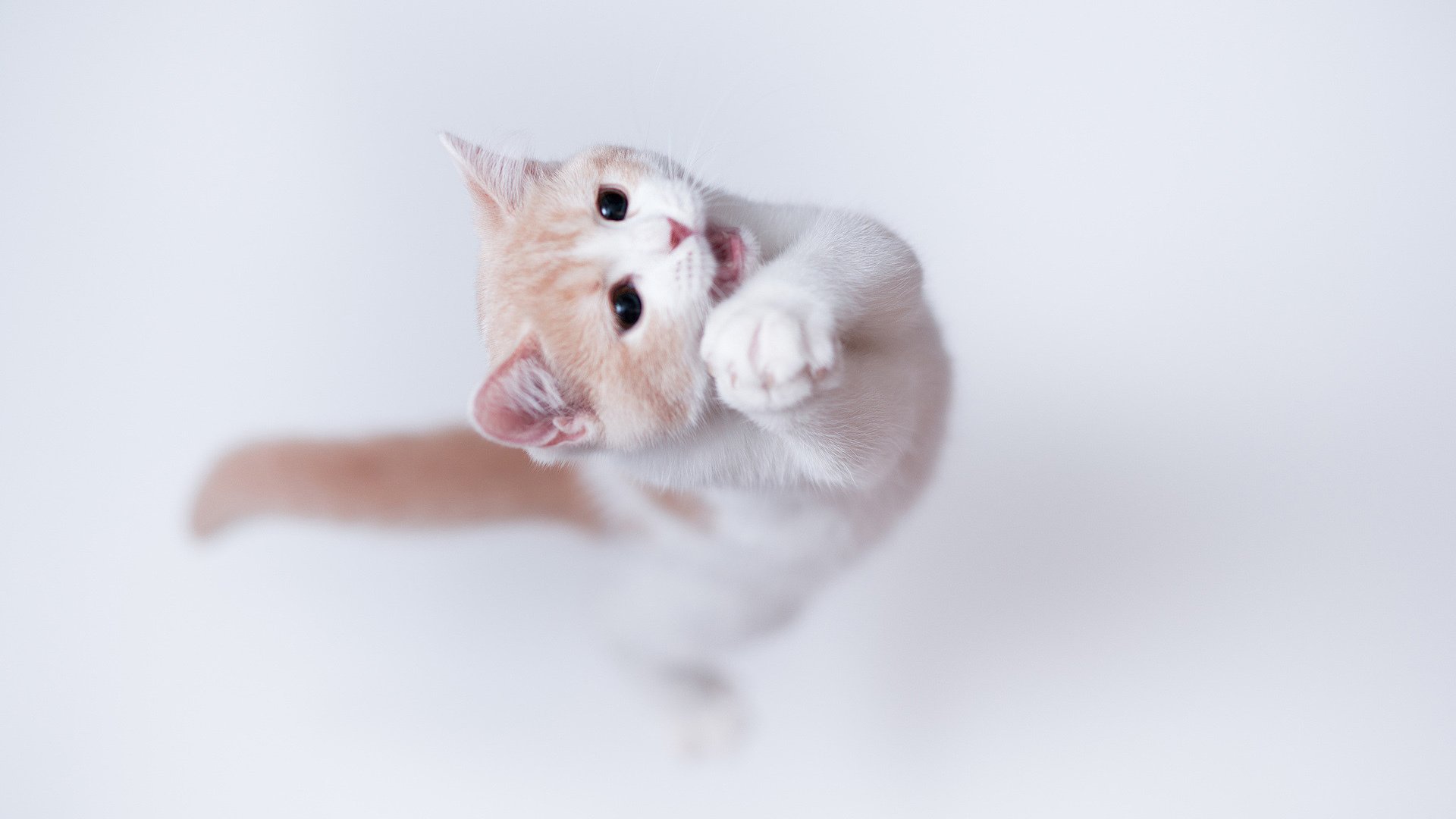 萌宠,动物,猫,喵星人