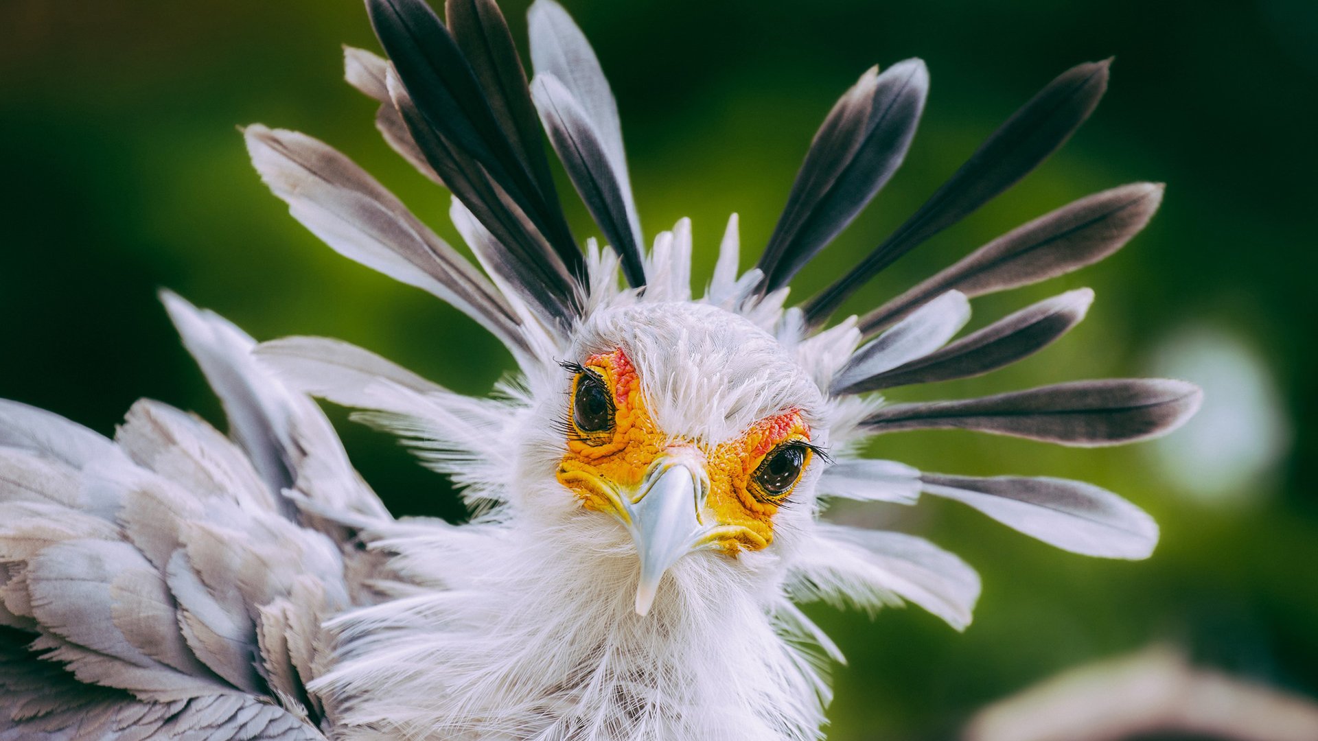 动物,小鸟天地,秘书鸟
