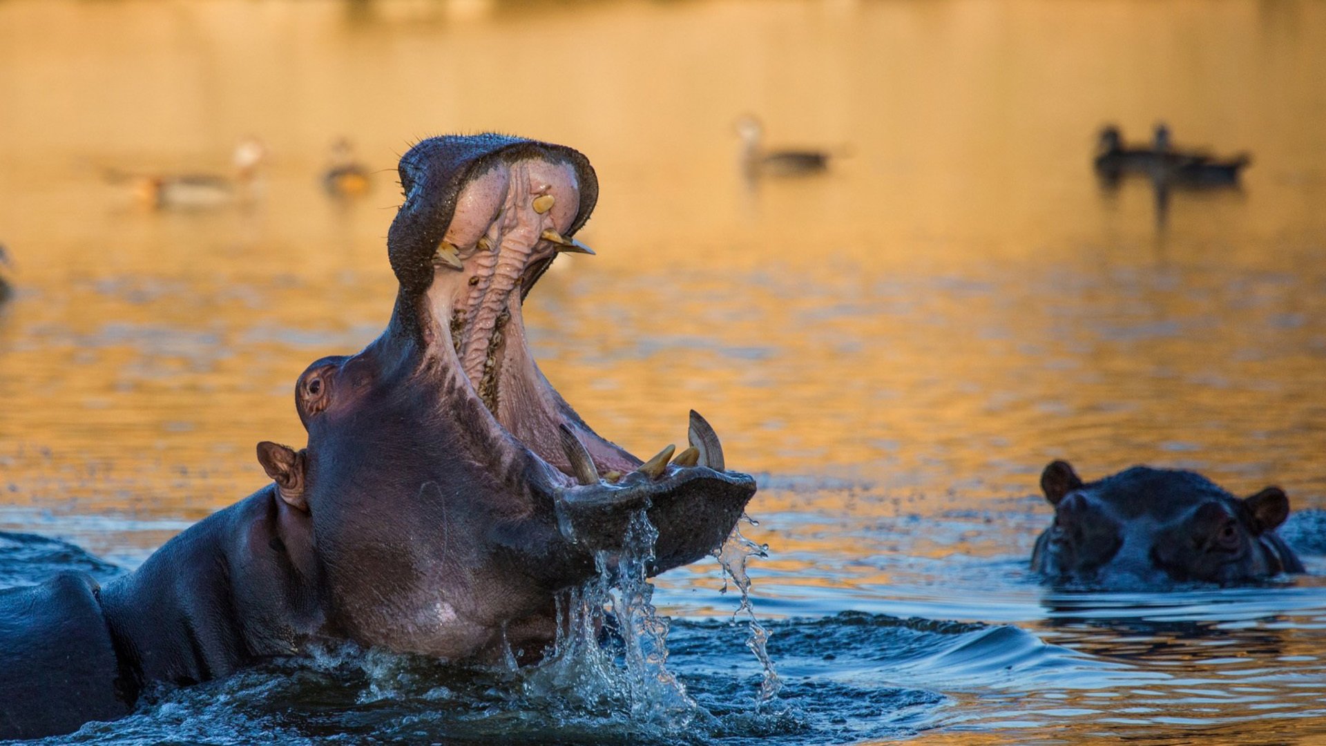 动物,野生动物,河马