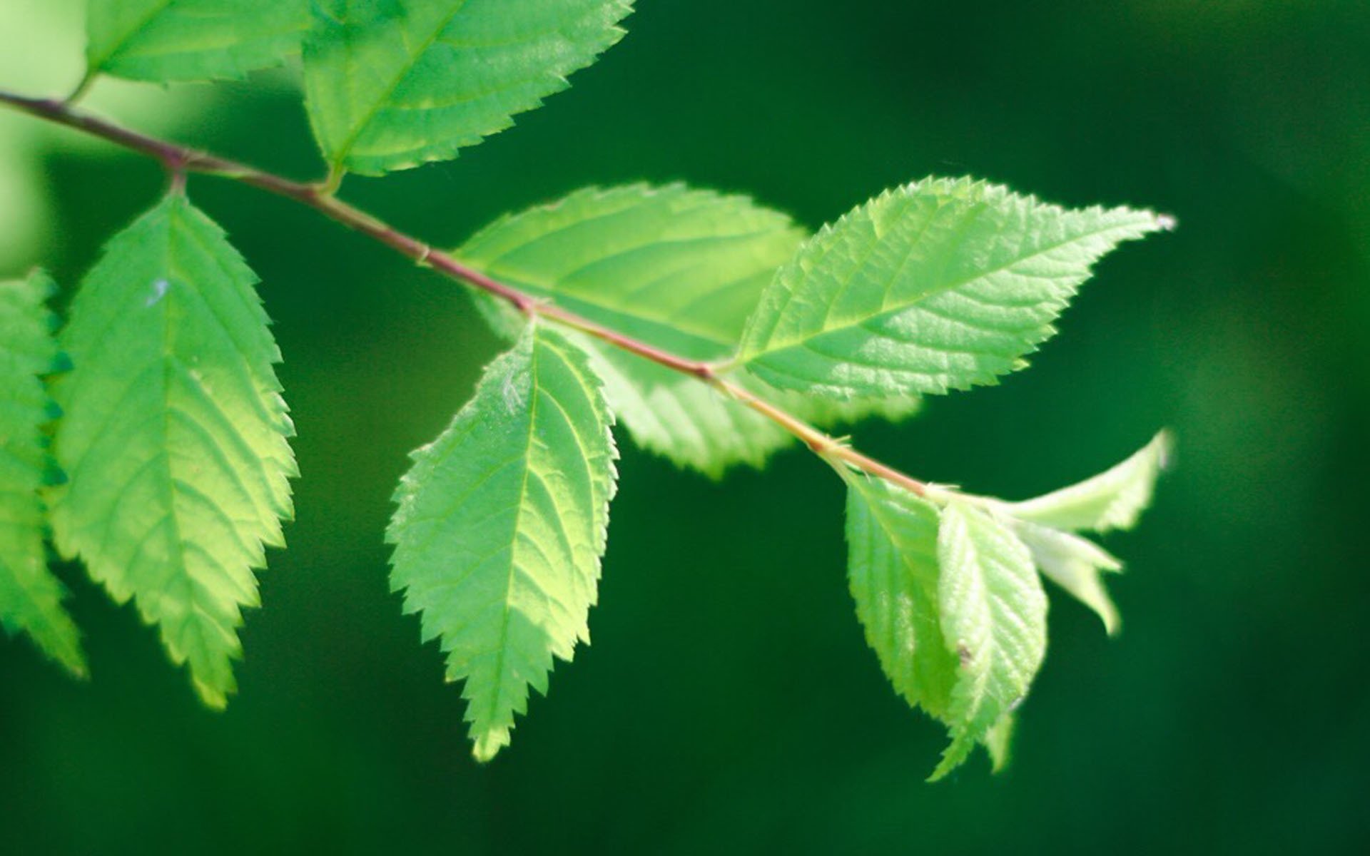 小清新,护眼壁纸