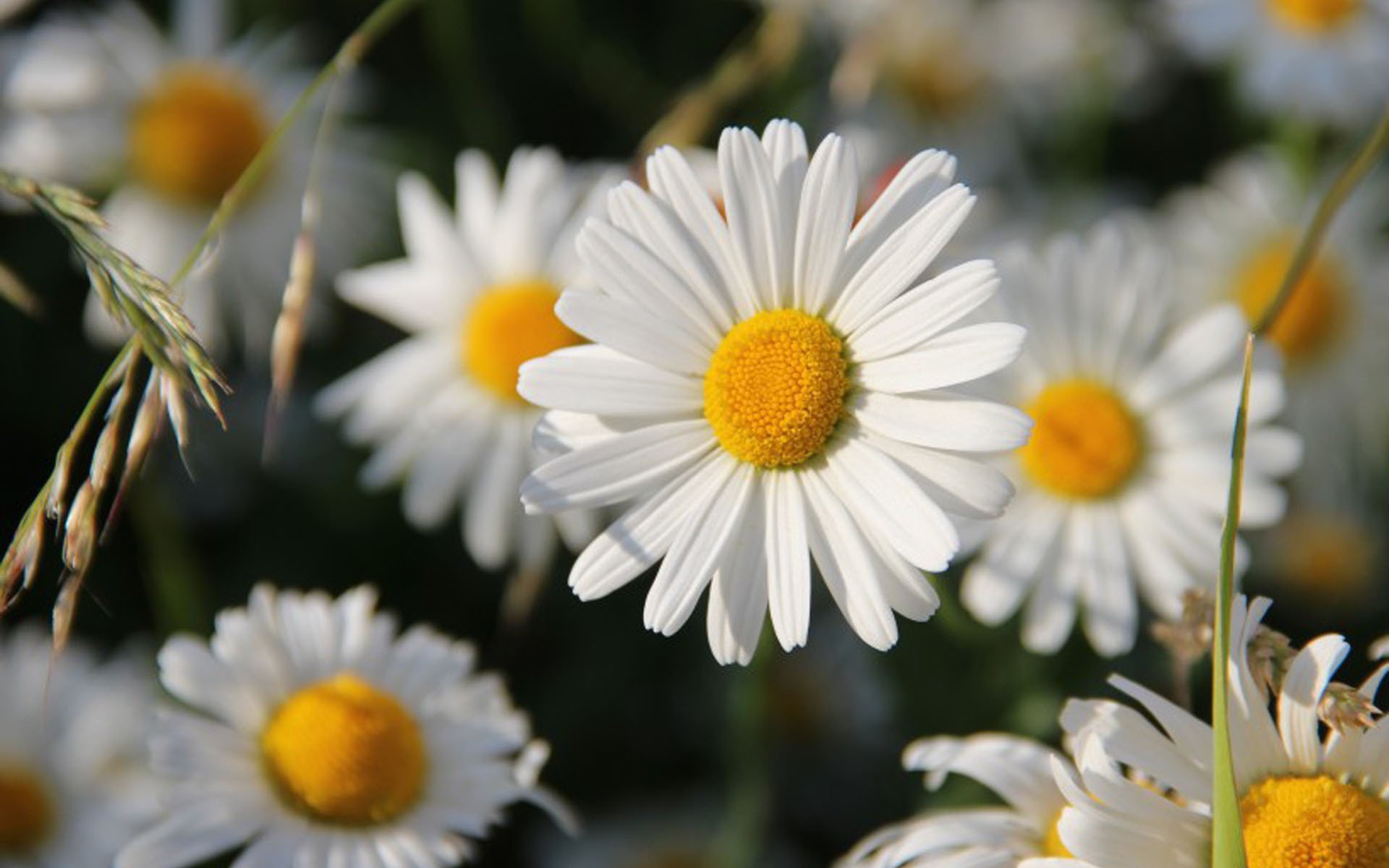 小清新,娇艳欲滴