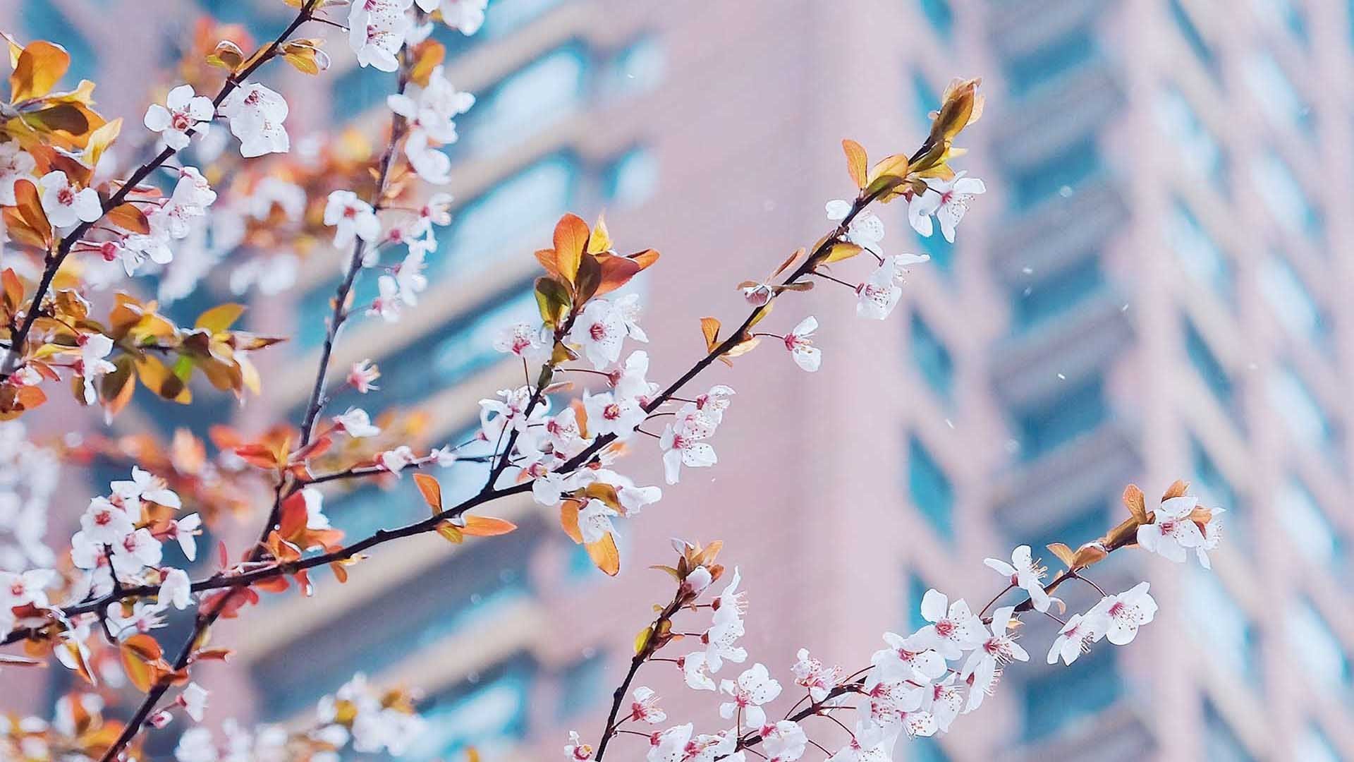 小清新,鸟语花香,桃花,樱花