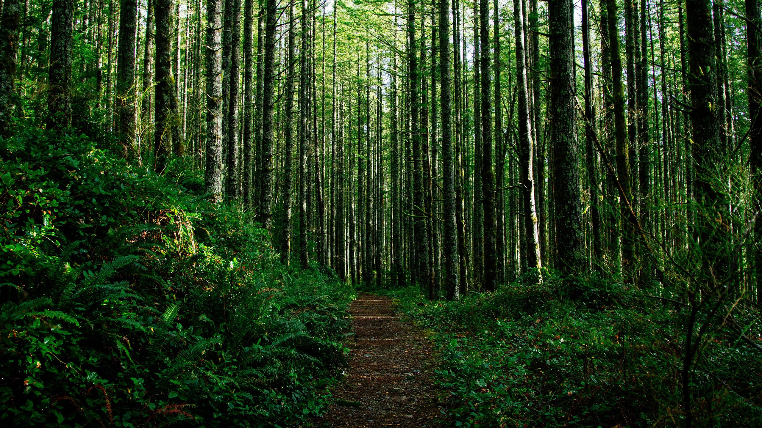 风景,森林,春意盎然