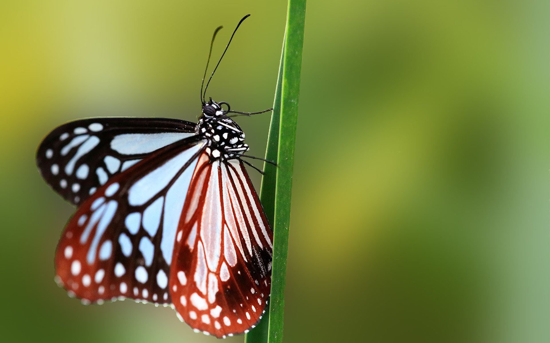 动物,蝴蝶,昆虫