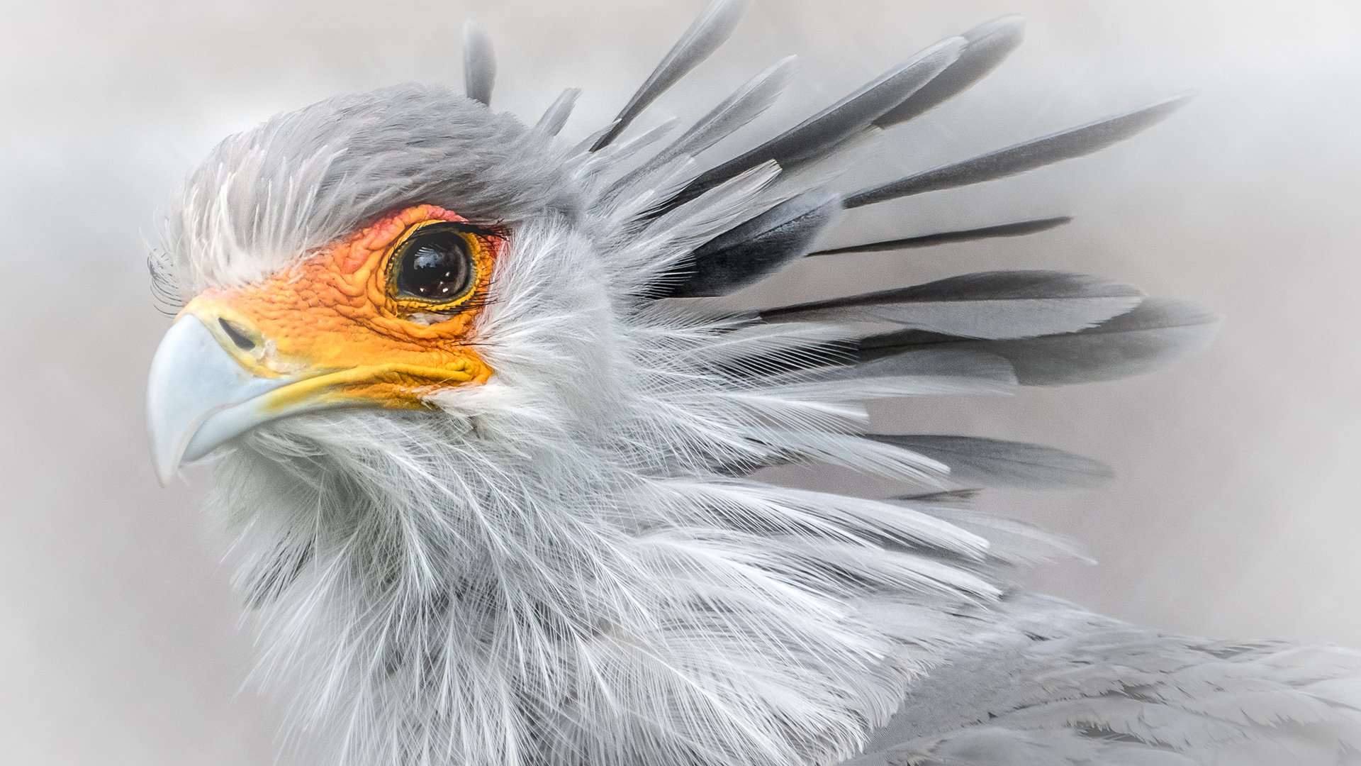 动物,小鸟天地,秘书鸟