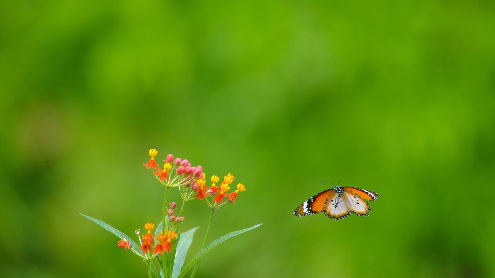 小清新,护眼壁纸,绿色