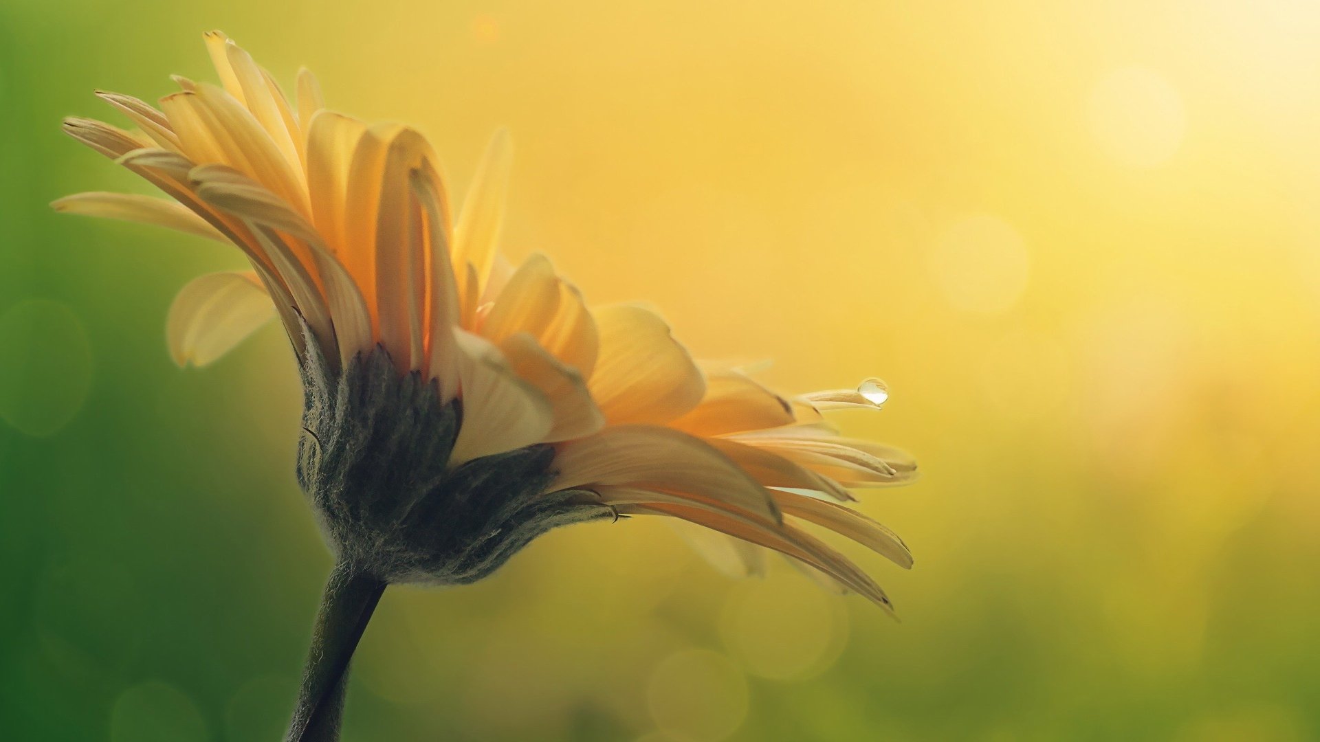 小清新,植物,花卉,雏菊,清新淡雅