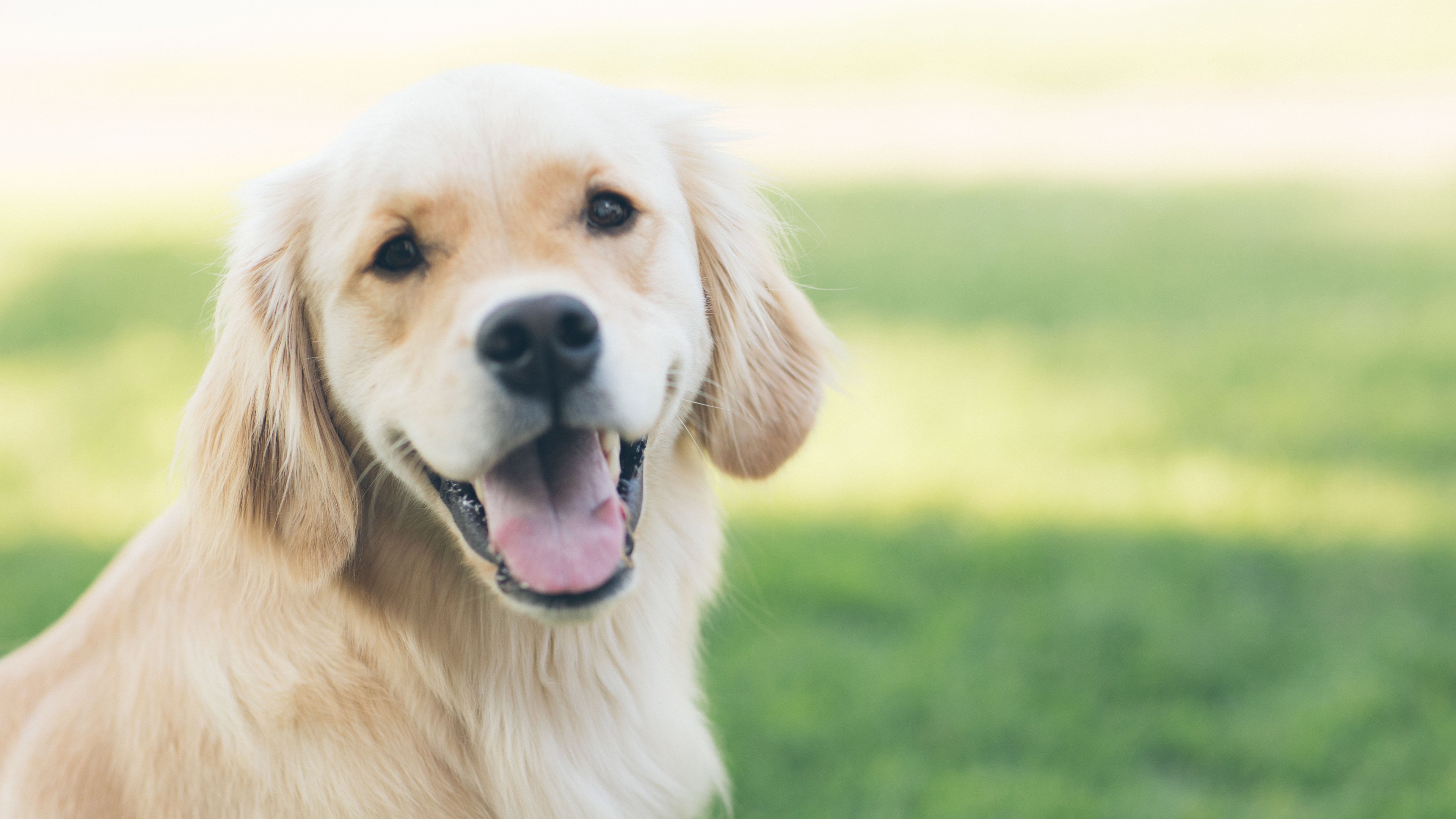 萌宠,动物,狗,汪星人,金毛,4k