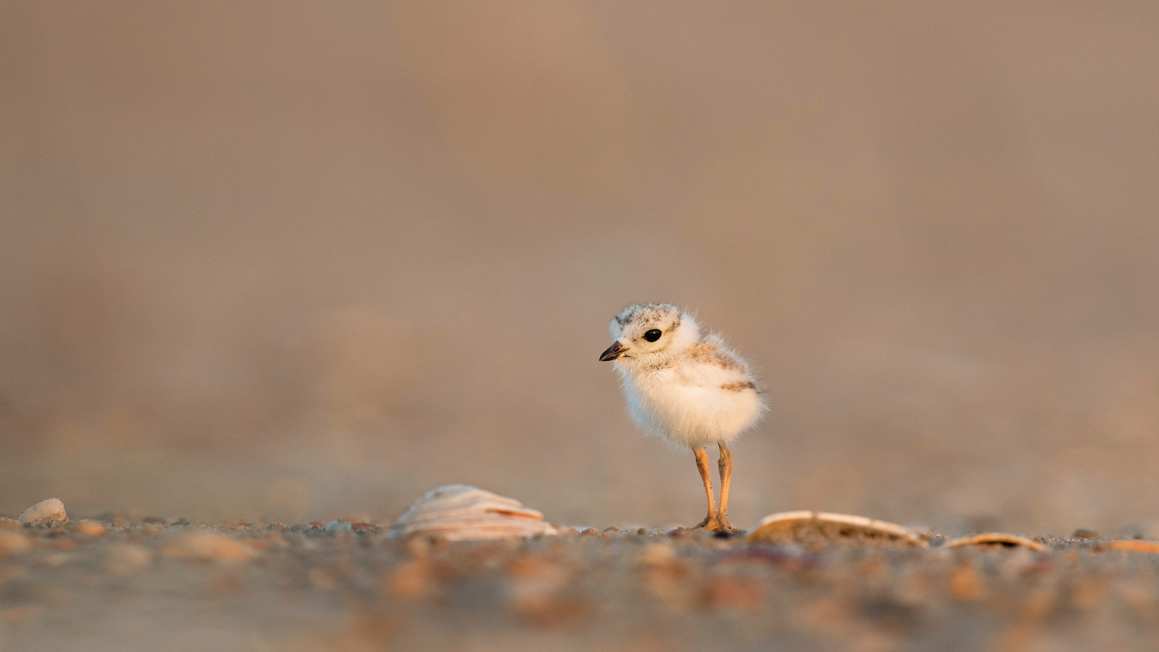 动物,小鸟天地,鹬