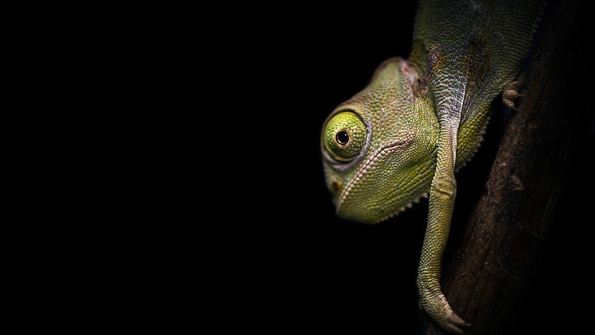 动物,蜥蜴,变色龙