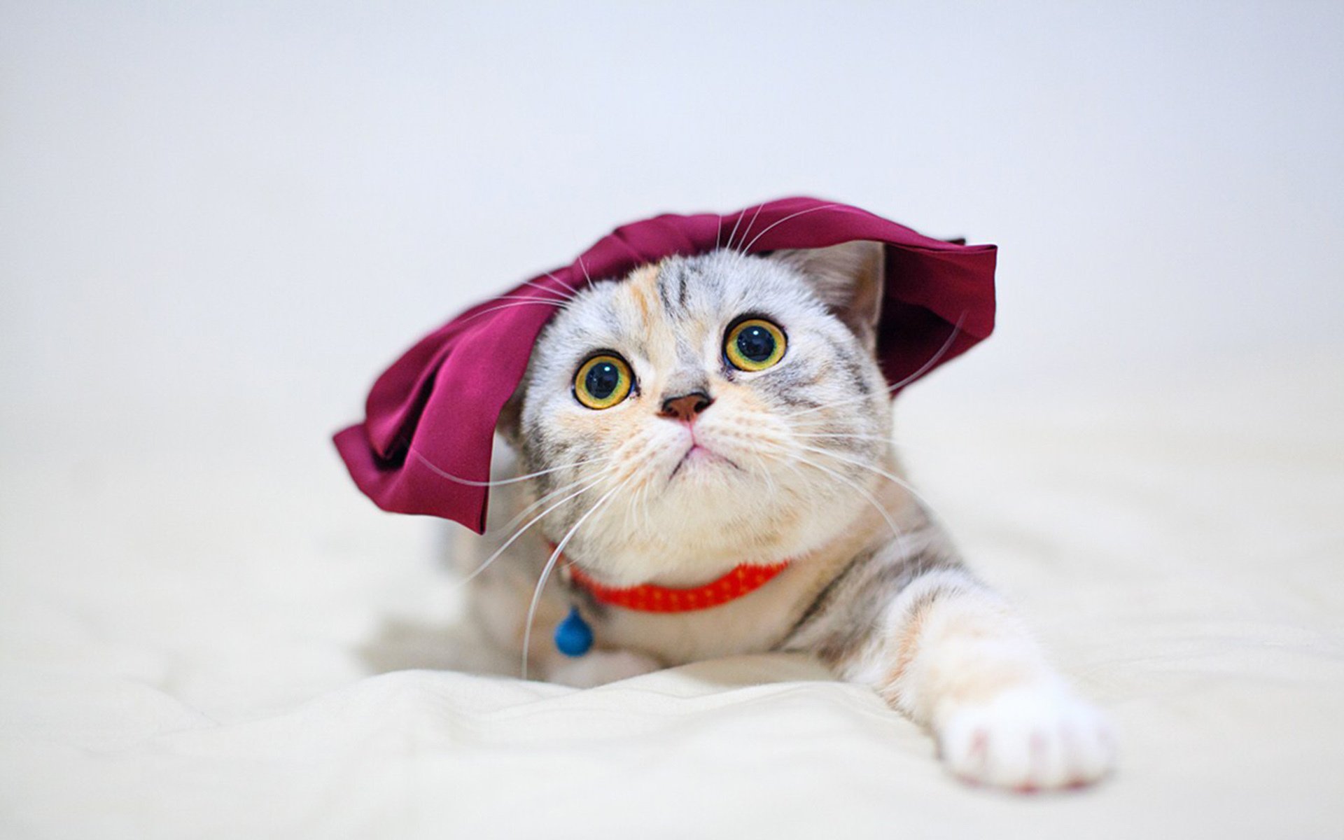 萌宠动物,喵星人