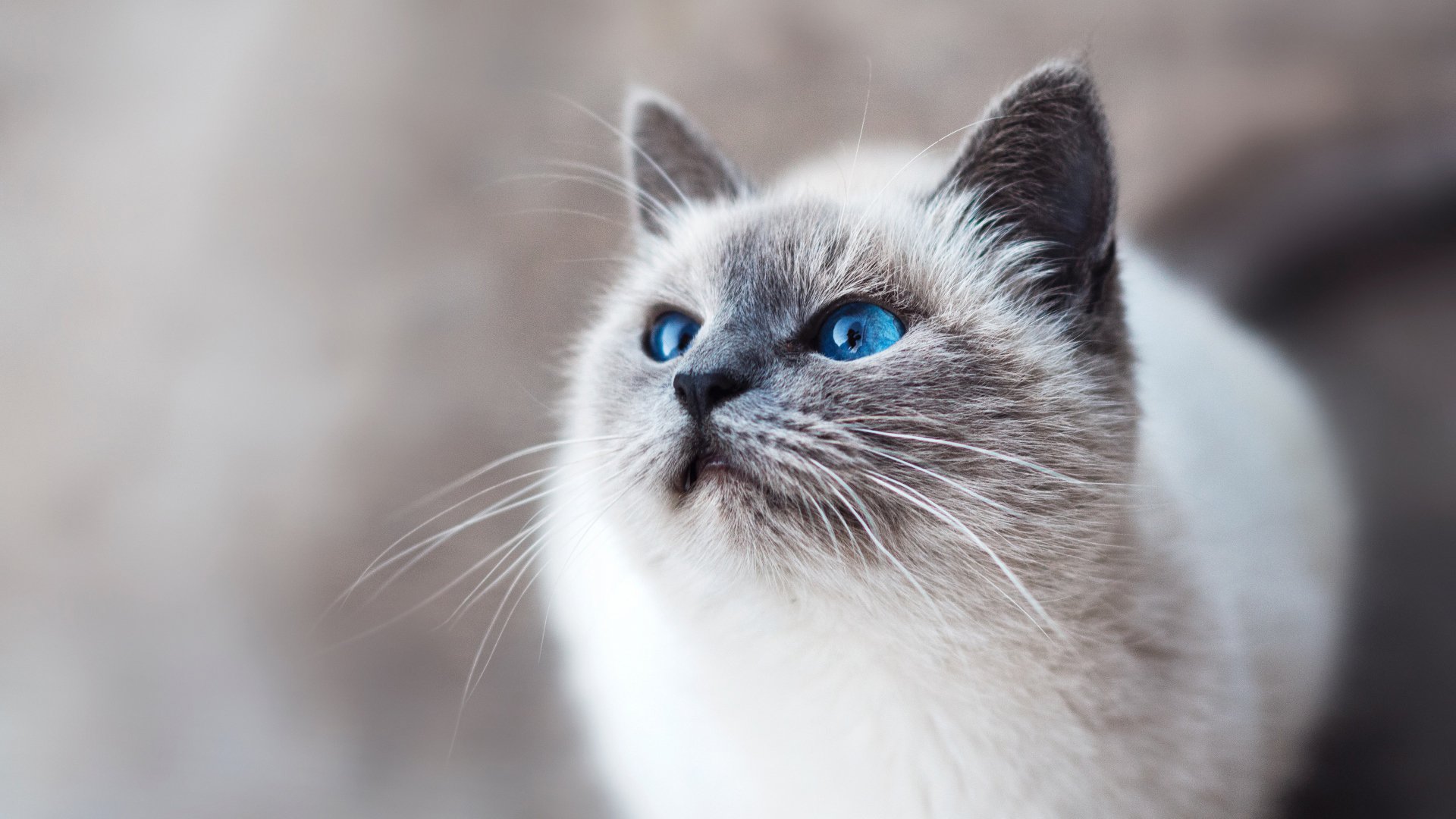 萌宠,动物,猫,喵星人