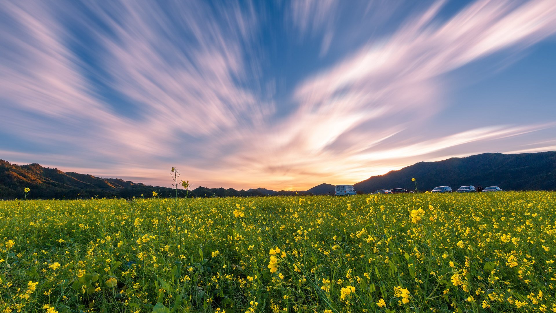 风景,自然风光,辽宁丹东,油菜花,田野