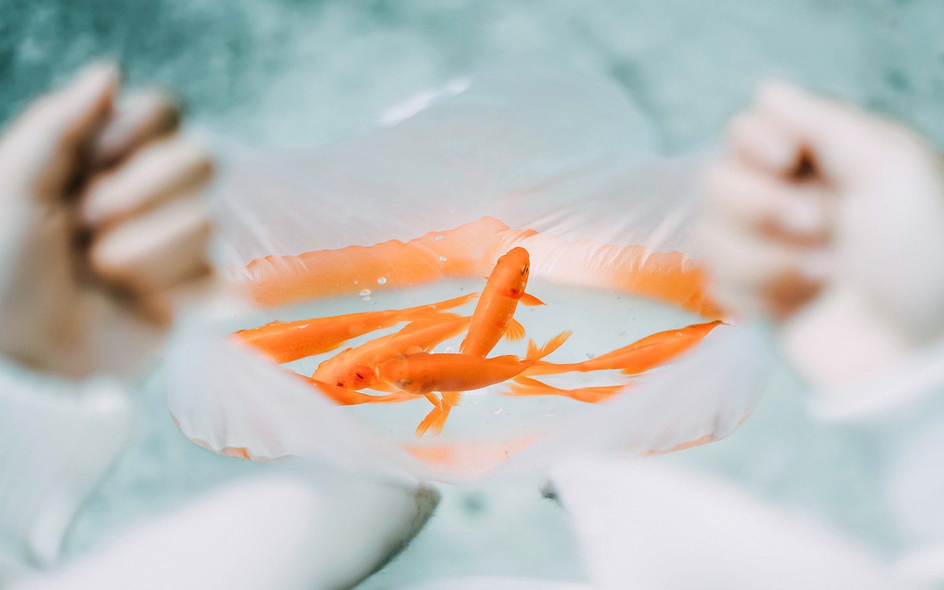 小清新,金鱼,温馨一刻