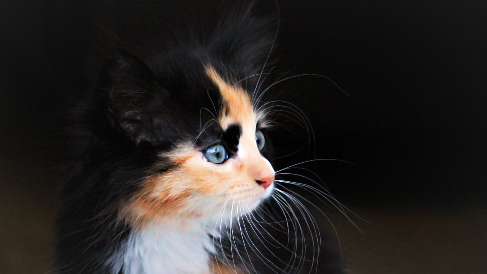 萌宠,动物,猫,喵星人