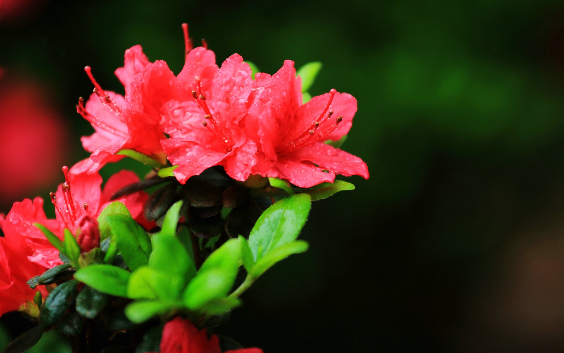 小清新,鸟语花香