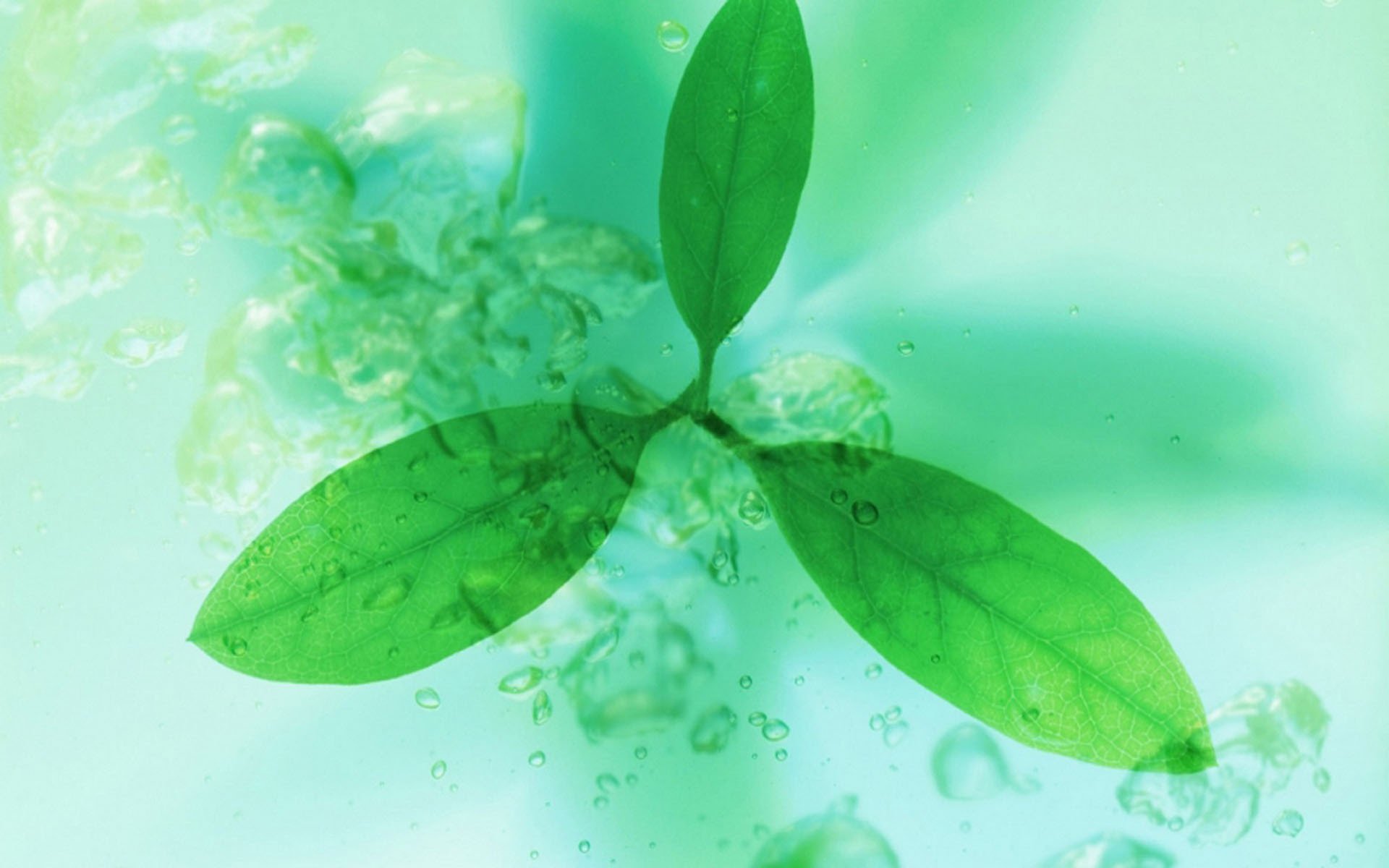 小清新,清新淡雅