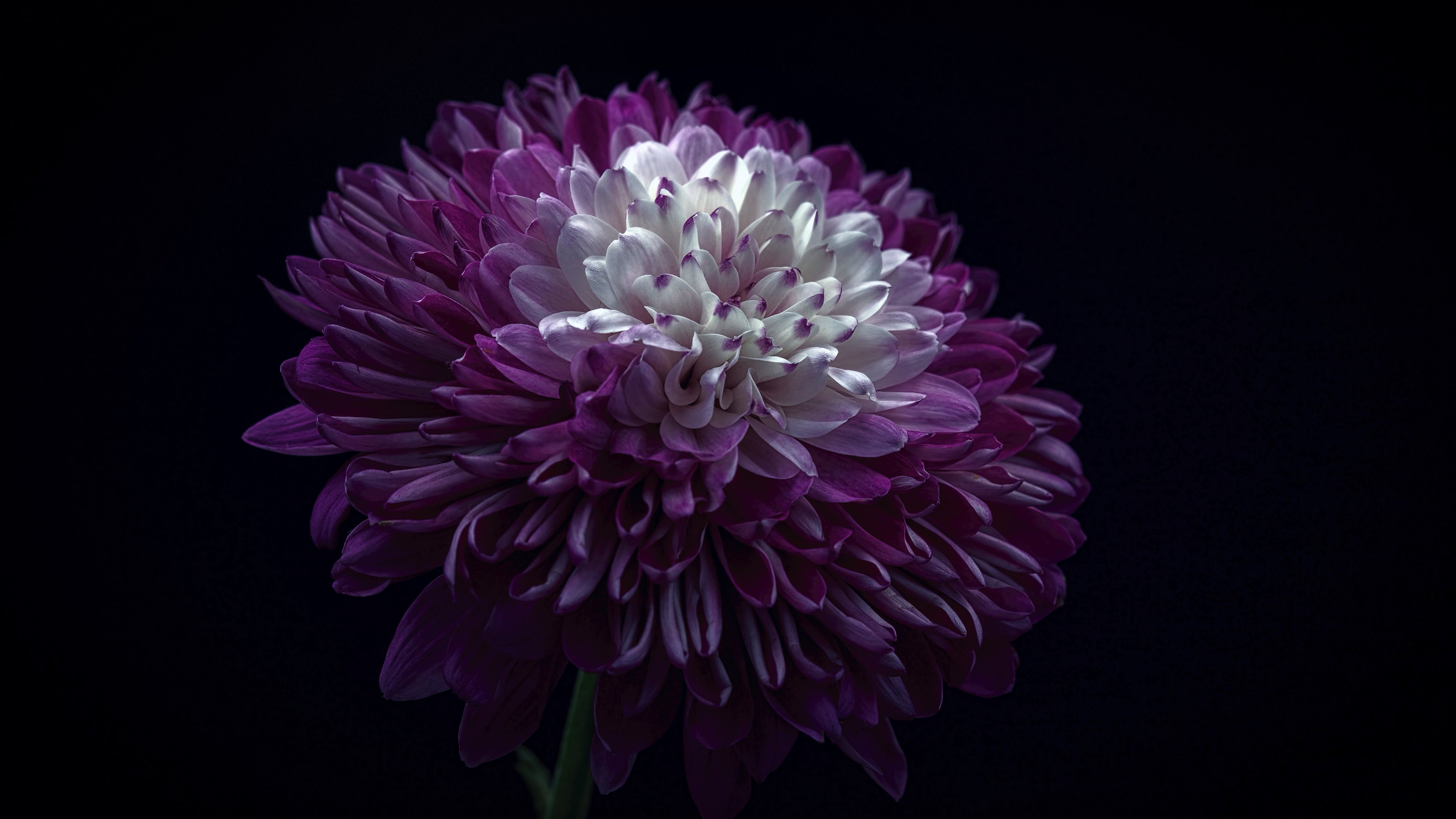 4K,小清新,植物,花朵