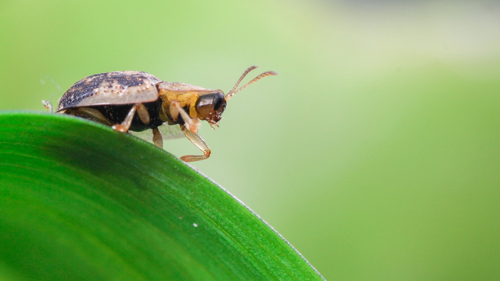 动物,昆虫,甲虫