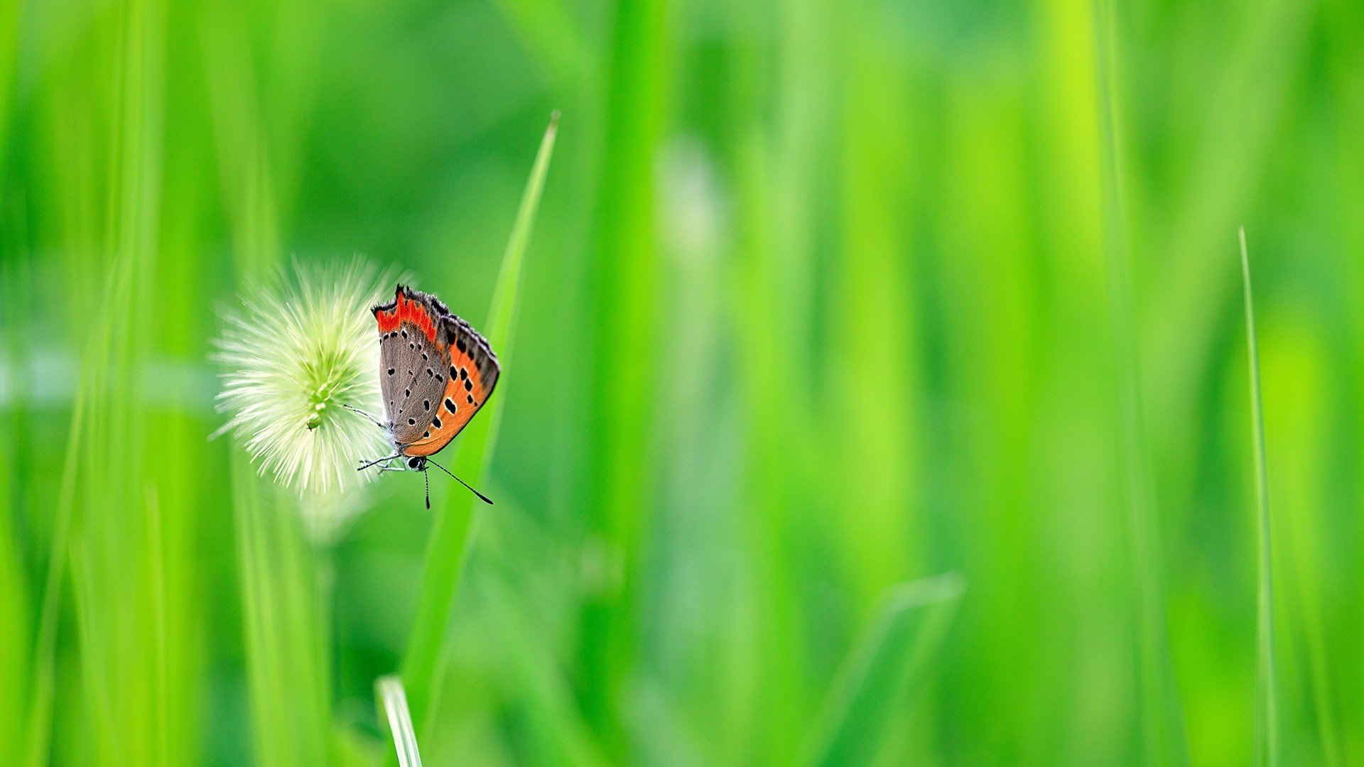 小清新,护眼壁纸,绿色,蝴蝶
