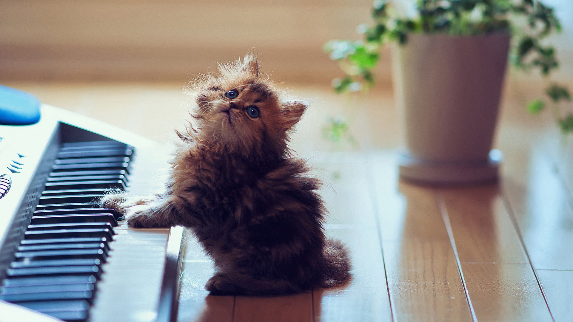 萌宠,动物,猫,喵星人