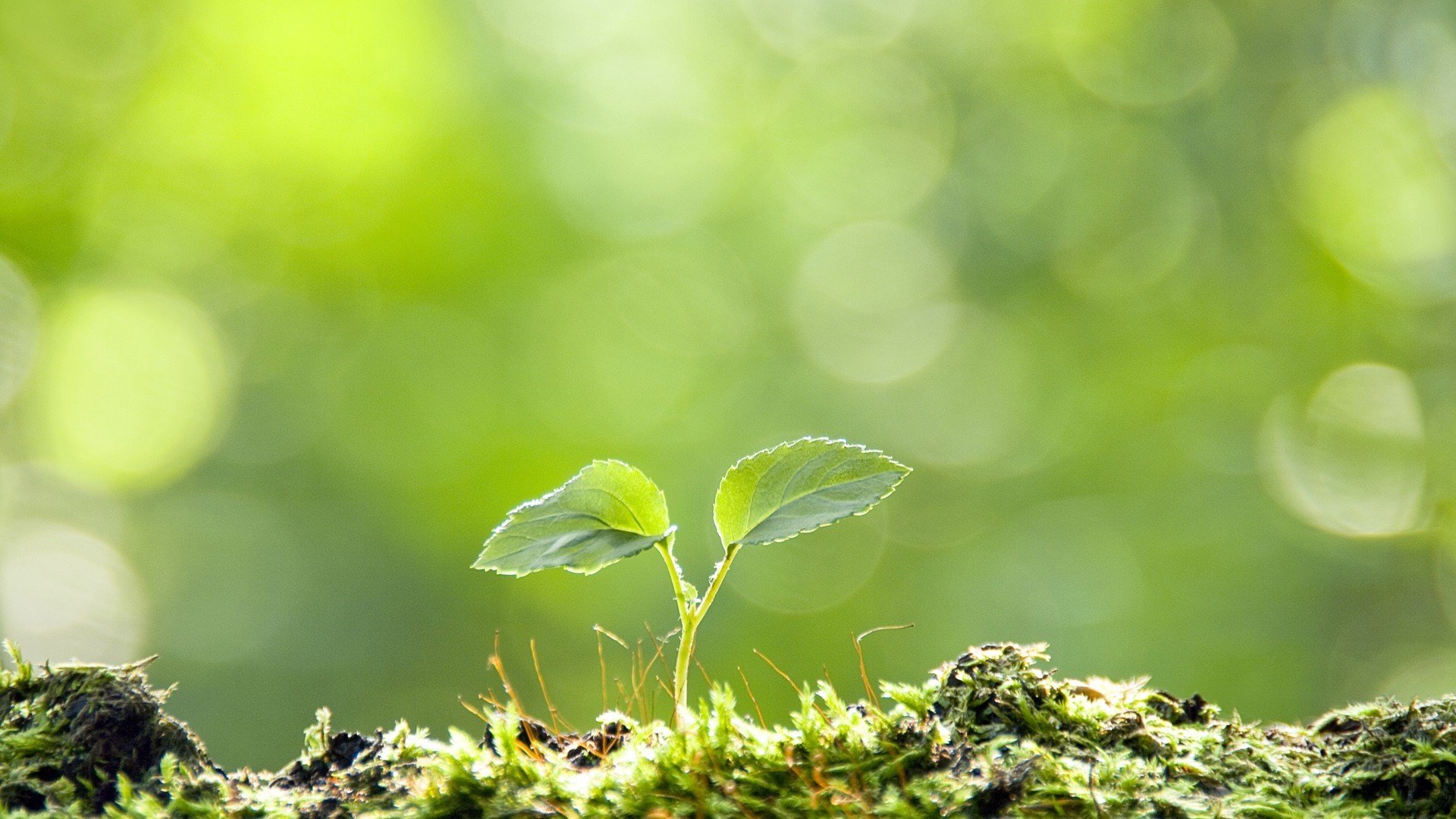 小清新,植物,嫩芽,绿色