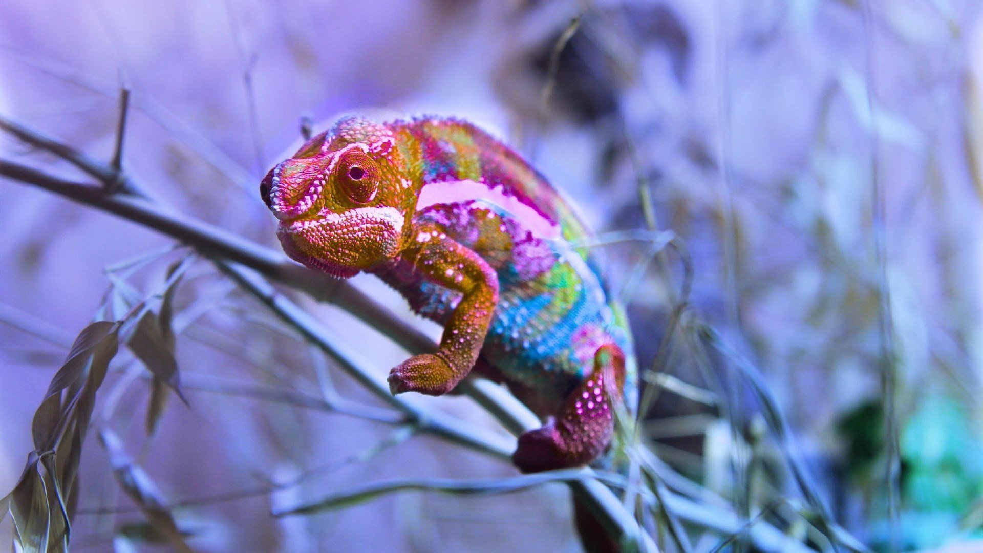 动物,蜥蜴,变色龙,野生动物