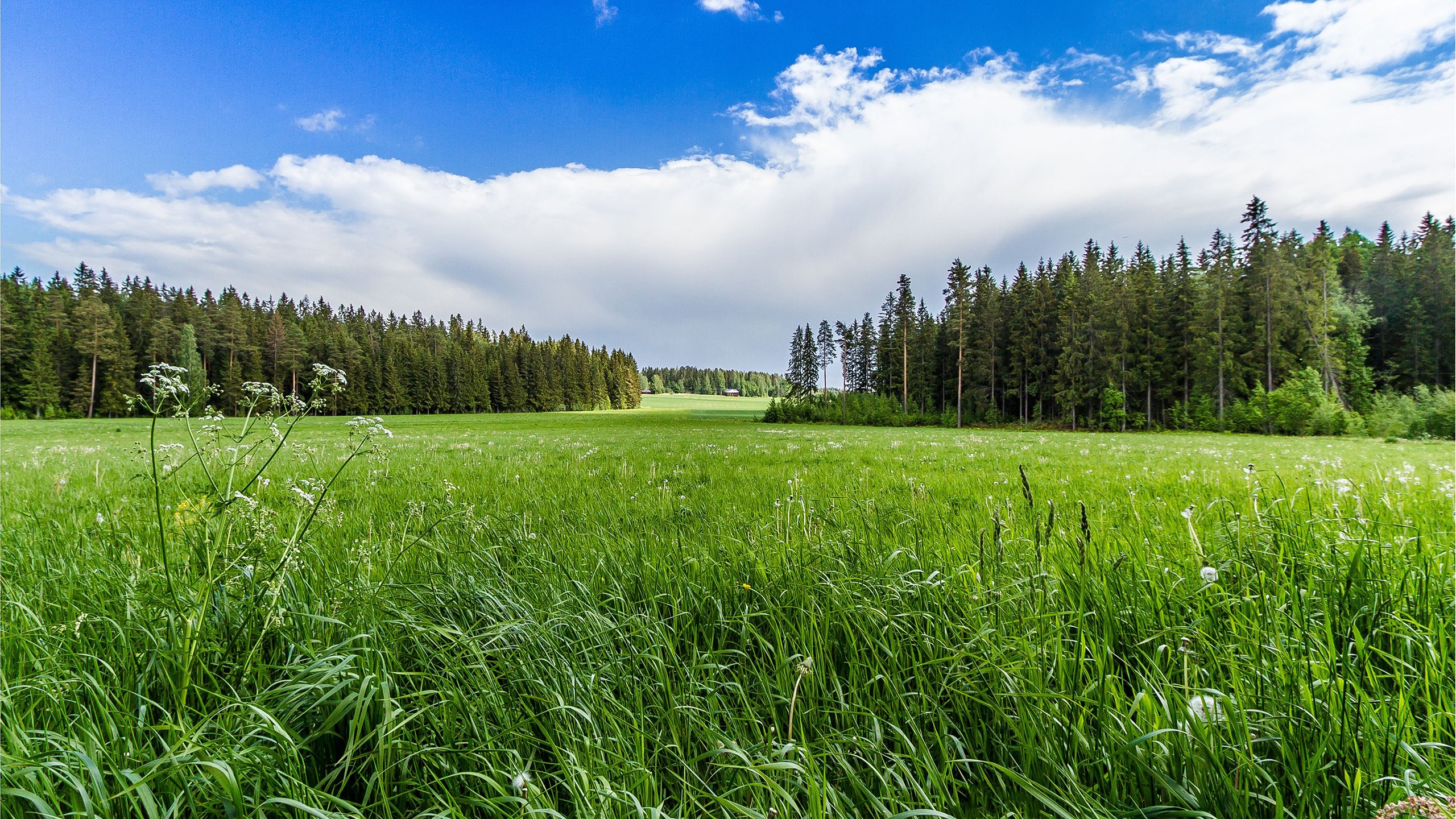 风景,蓝天白云,麦田