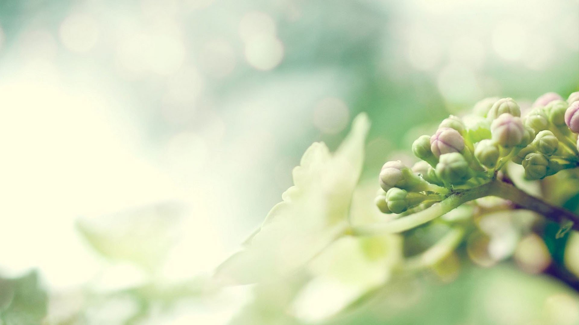 小清新,护眼壁纸,绿色