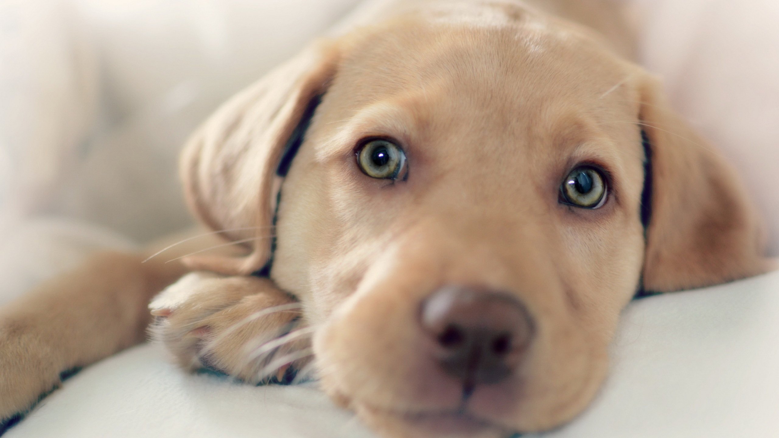 萌宠,动物,狗,汪星人,舔屏