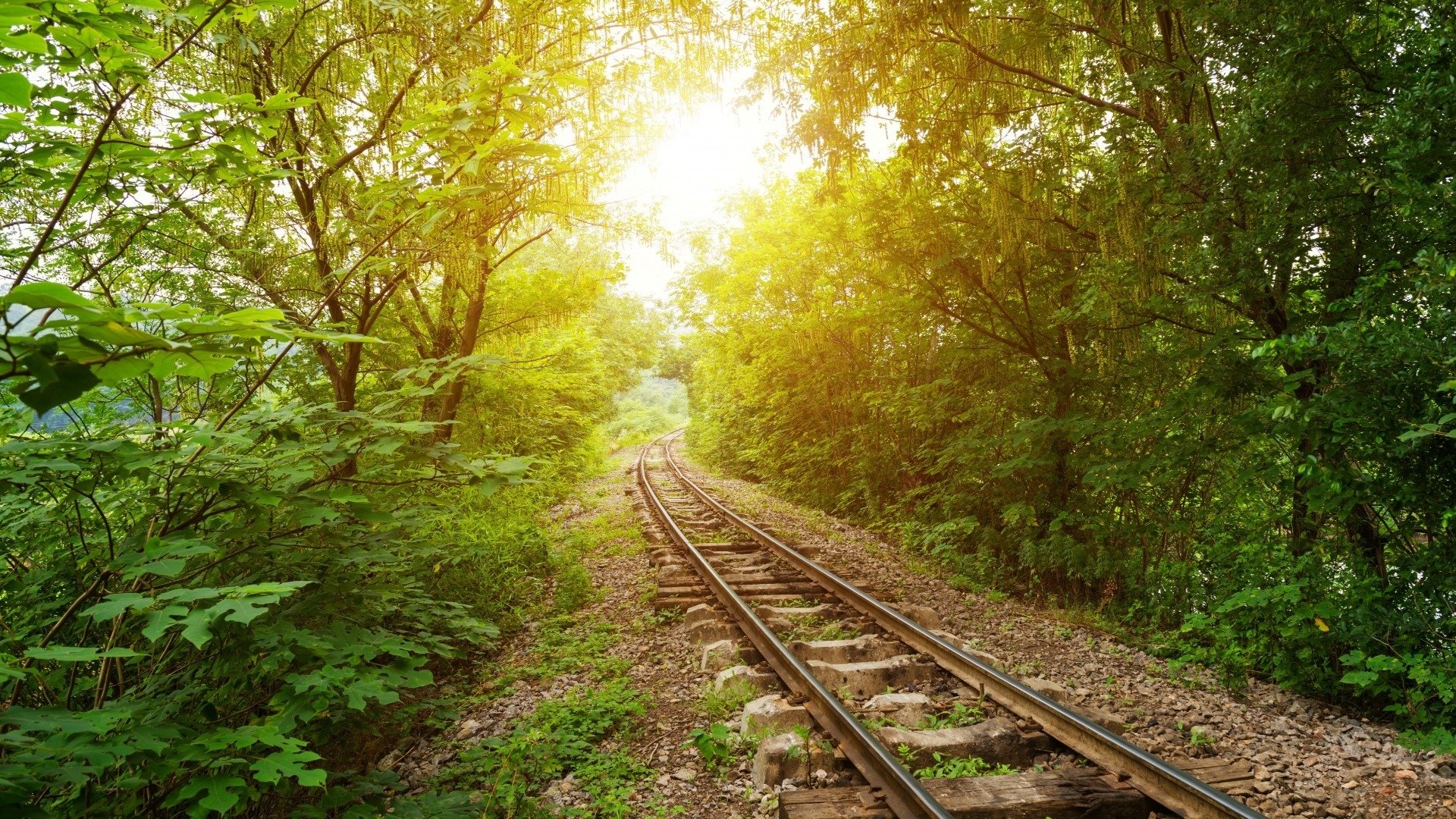 风景,铁路,森林