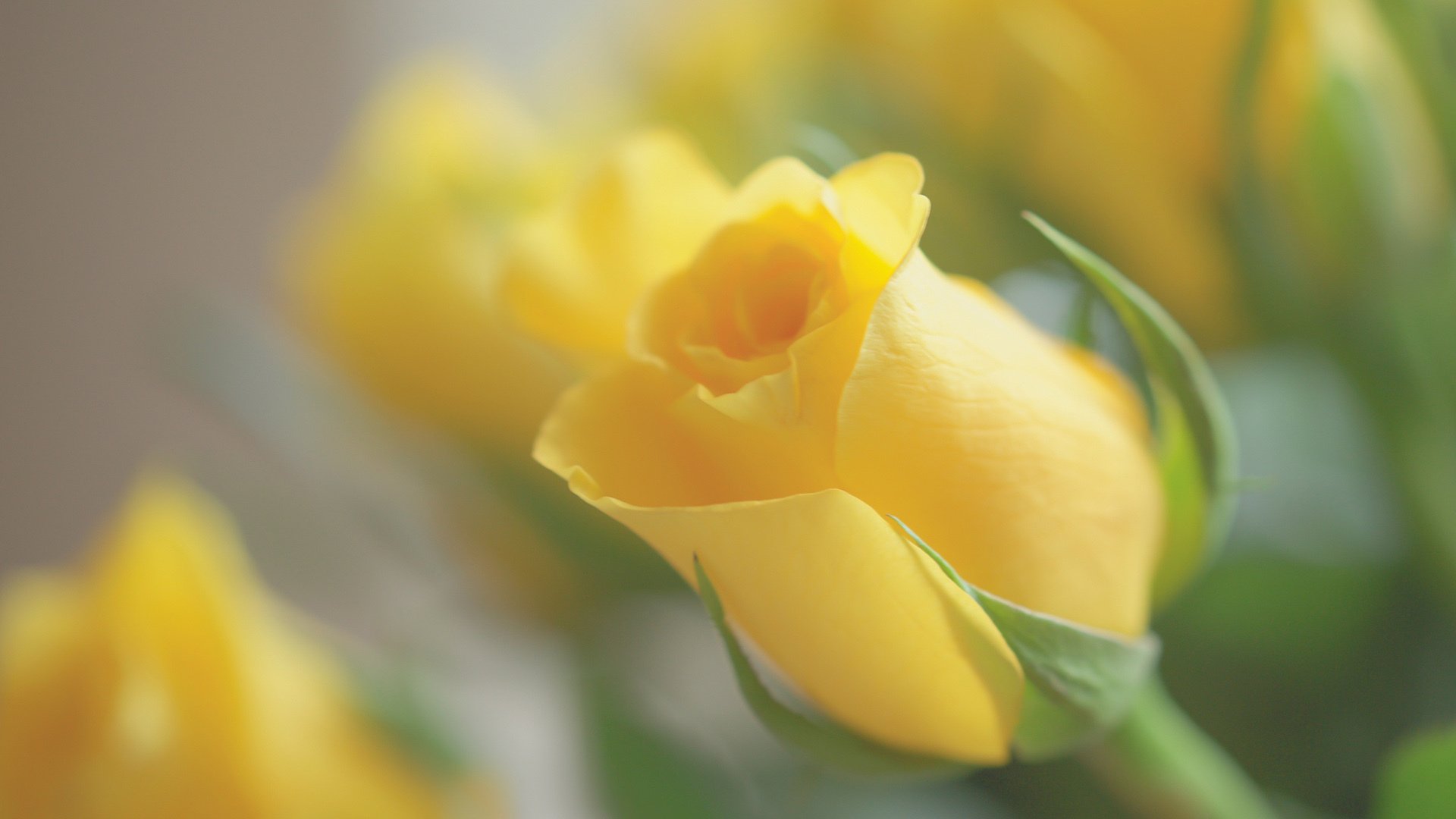 小清新,娇艳欲滴,花朵,玫瑰