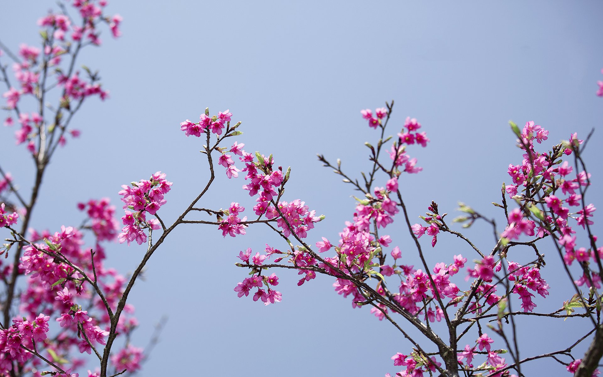 小清新,鸟语花香,樱花