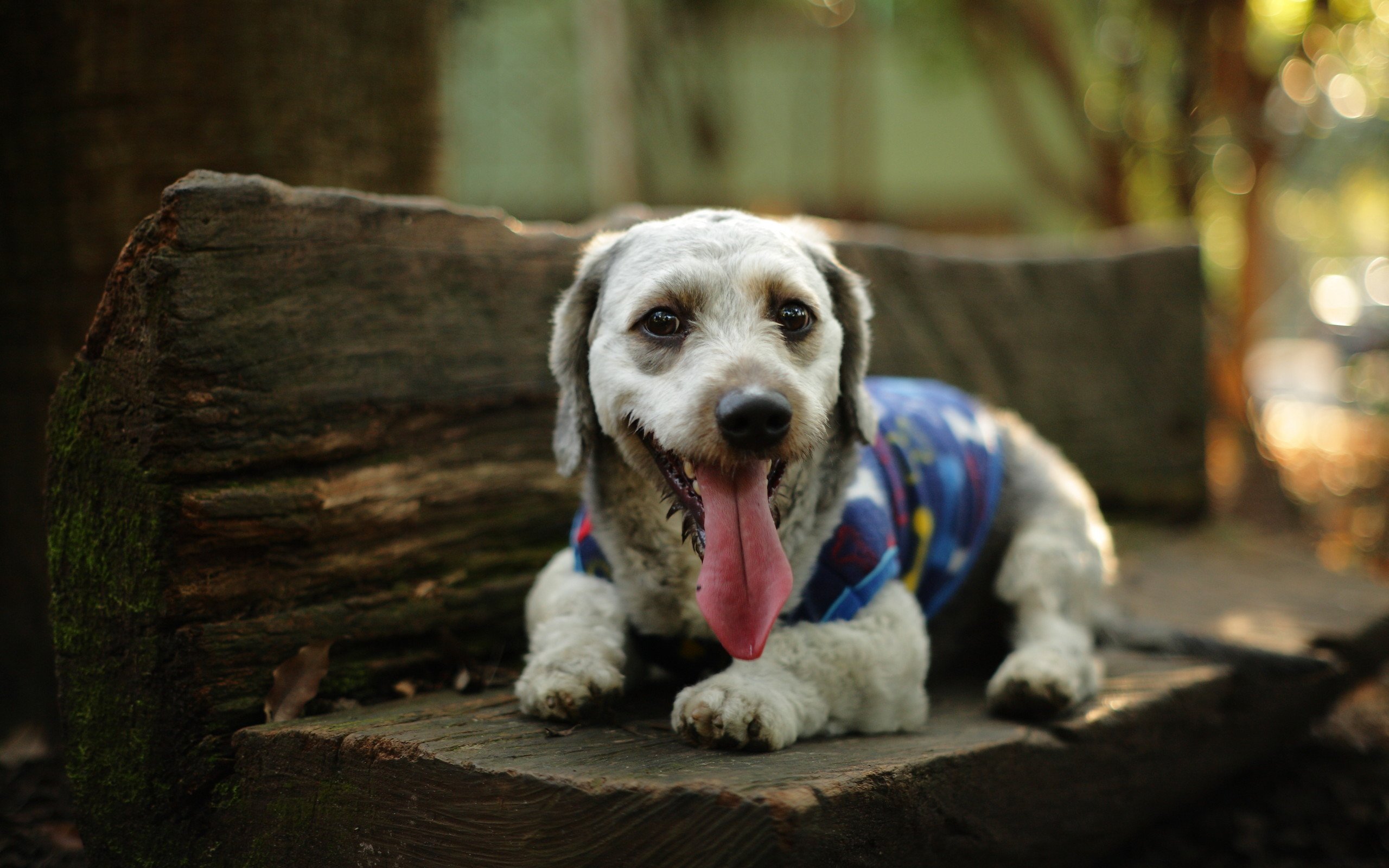 萌宠,动物,狗,汪星人