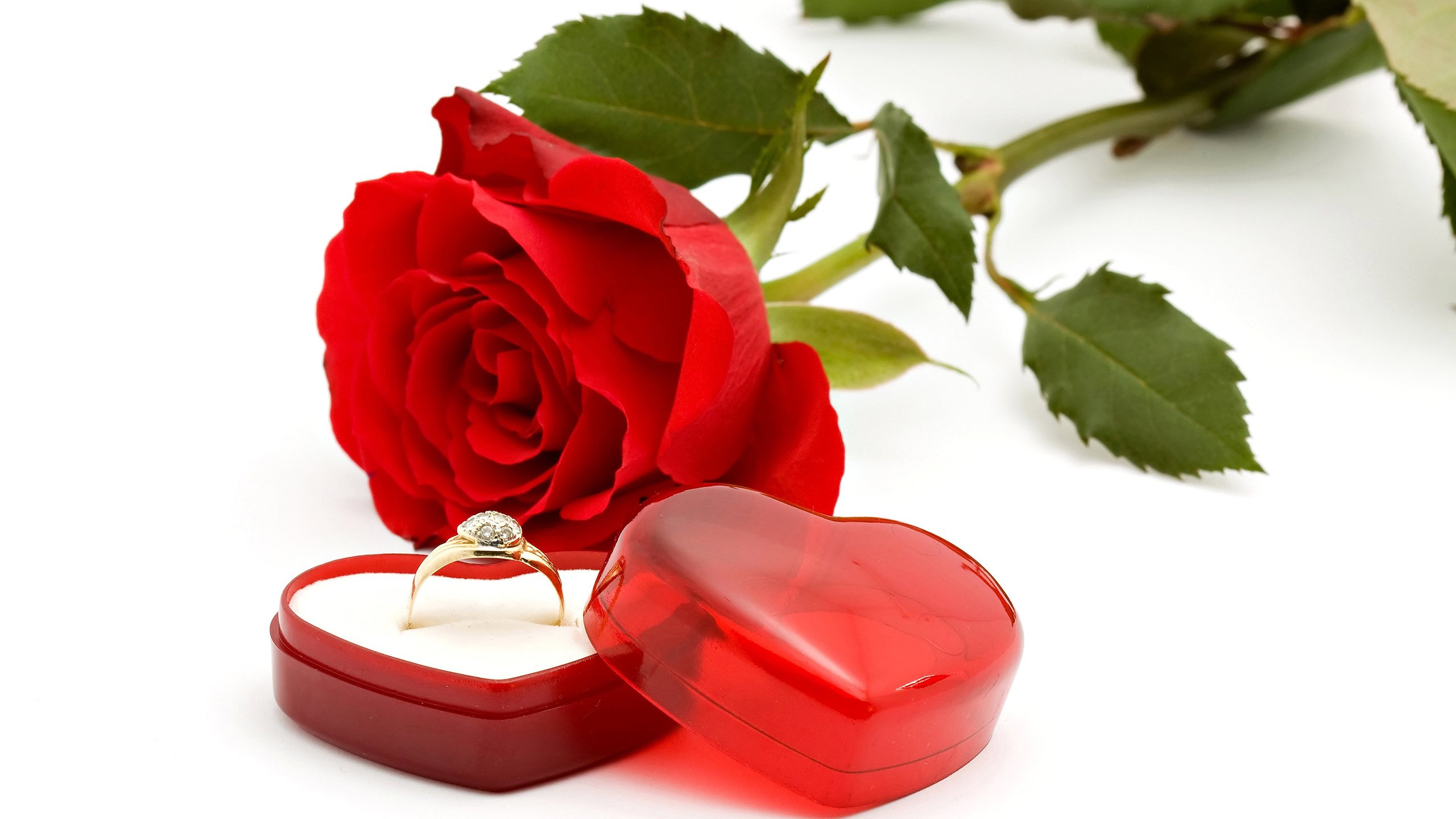 爱情,玫瑰,戒指