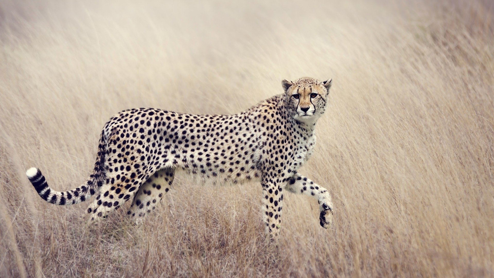 动物,野生动物,猎豹