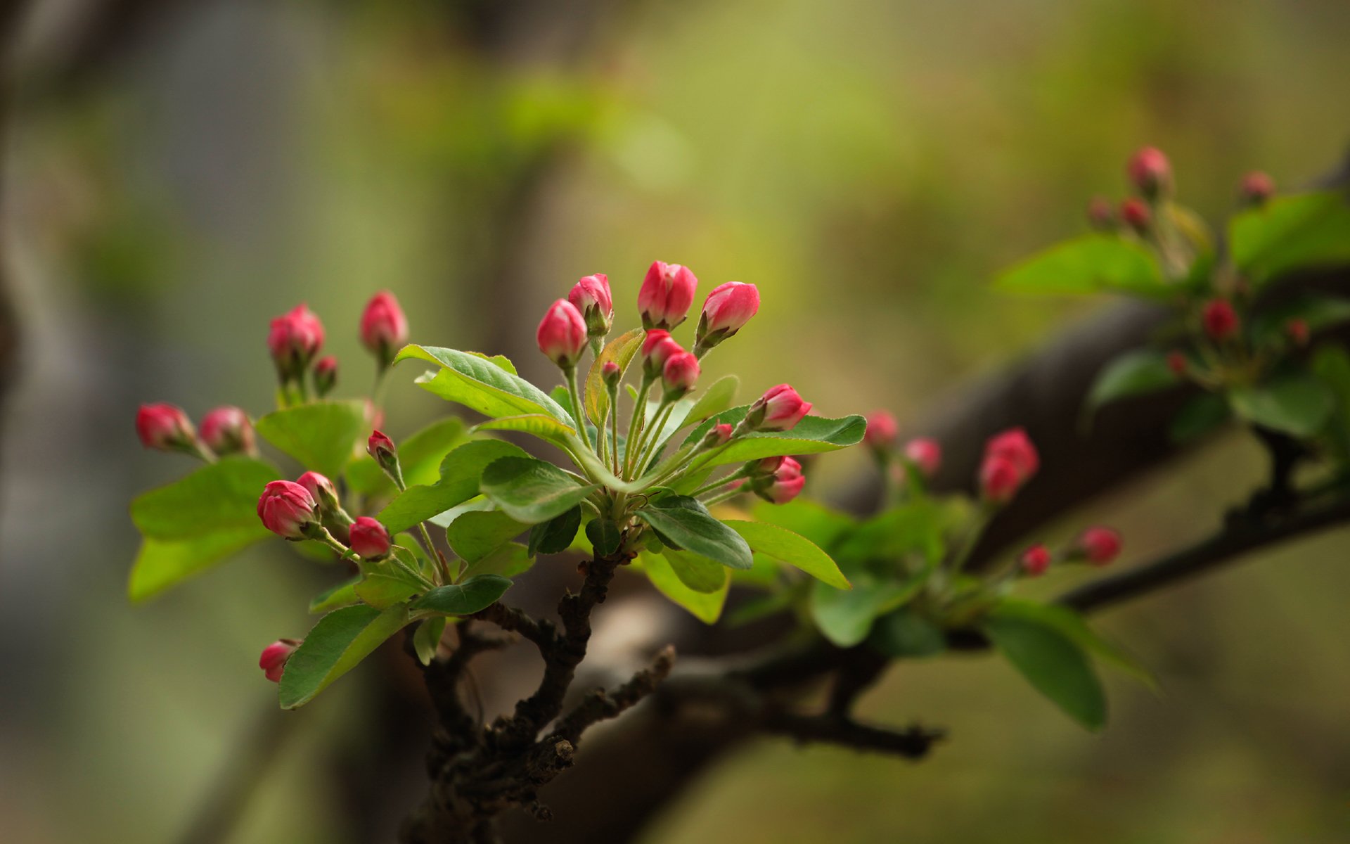 小清新,鸟语花香