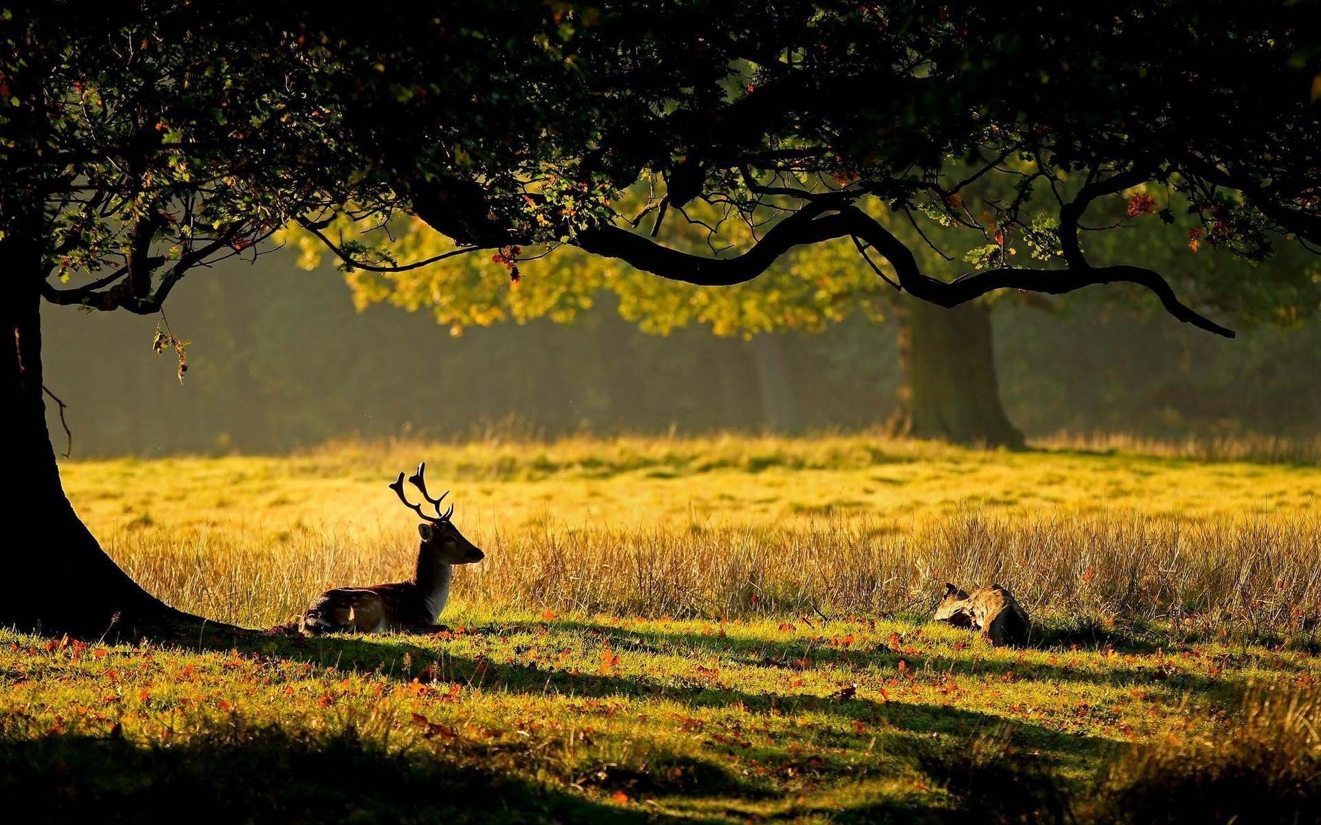 风景,自然风光,鹿