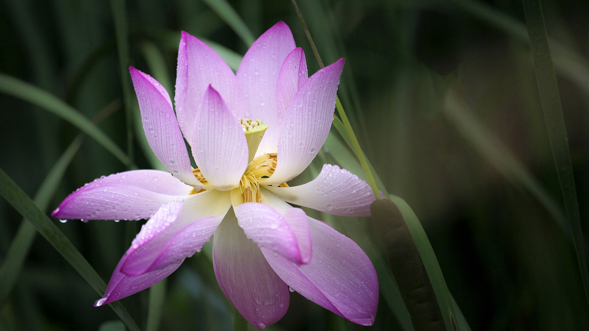 小清新,清新淡雅,荷花